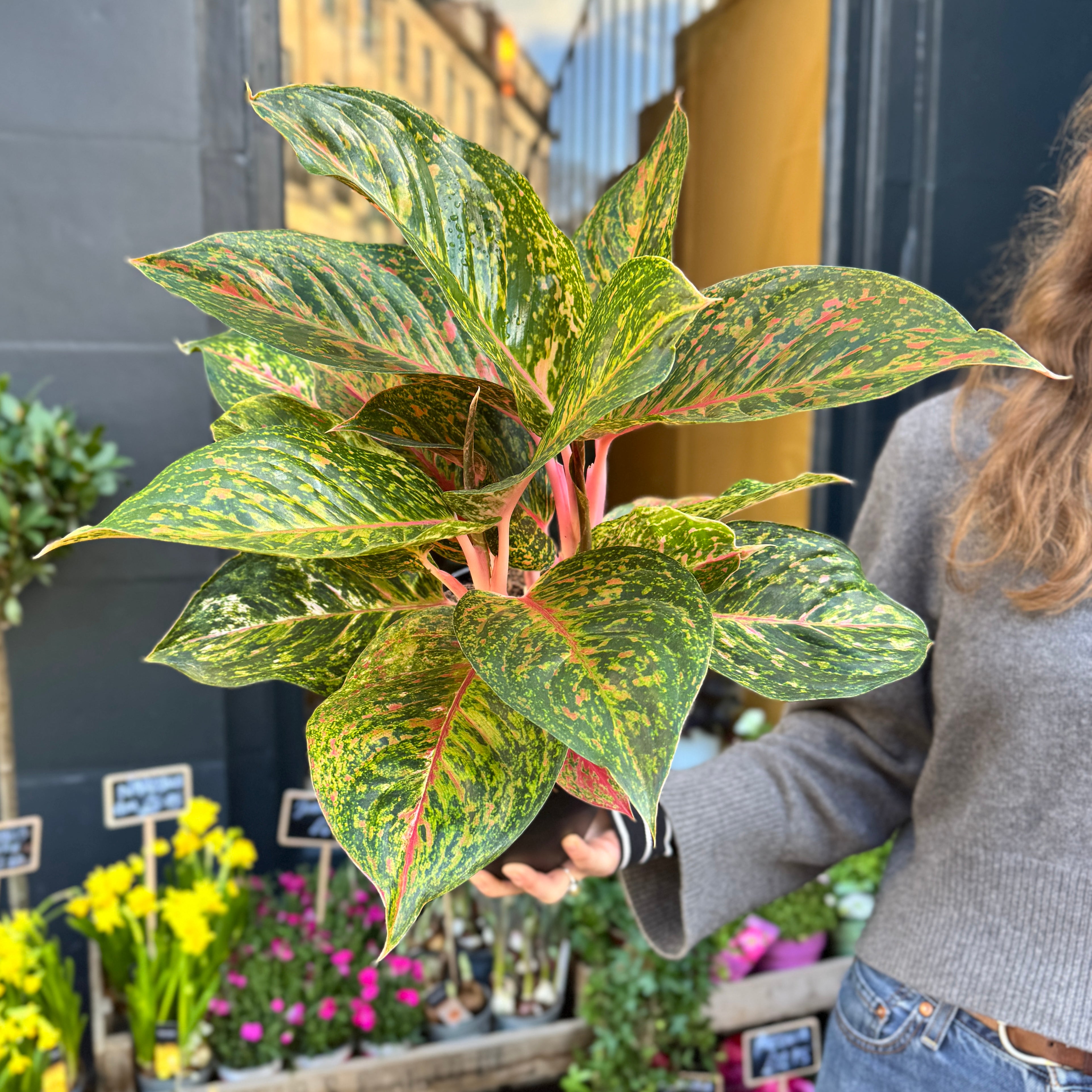 Aglaonema 'Grand Bouquet'