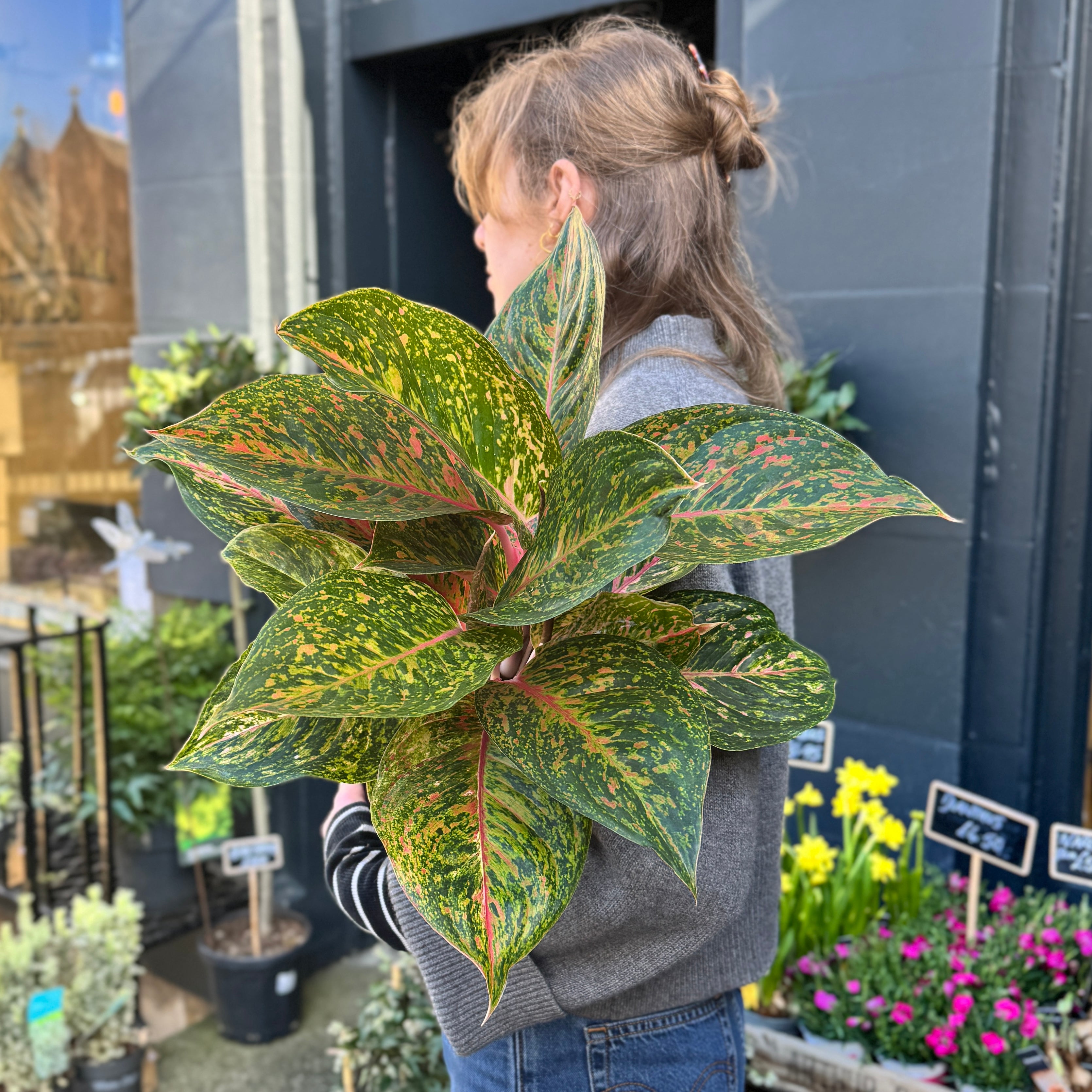 Aglaonema 'Grand Bouquet'