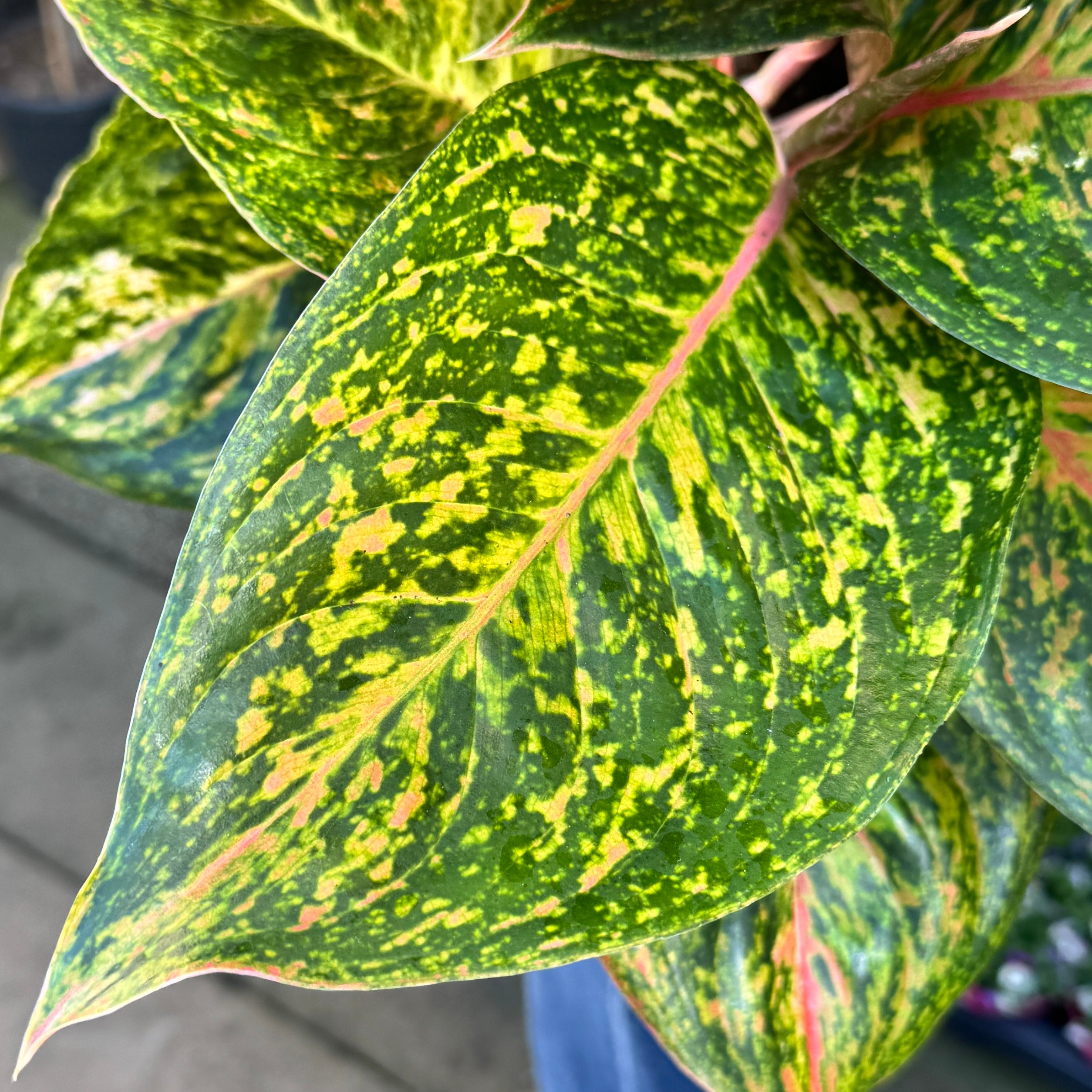 Aglaonema 'Grand Bouquet'