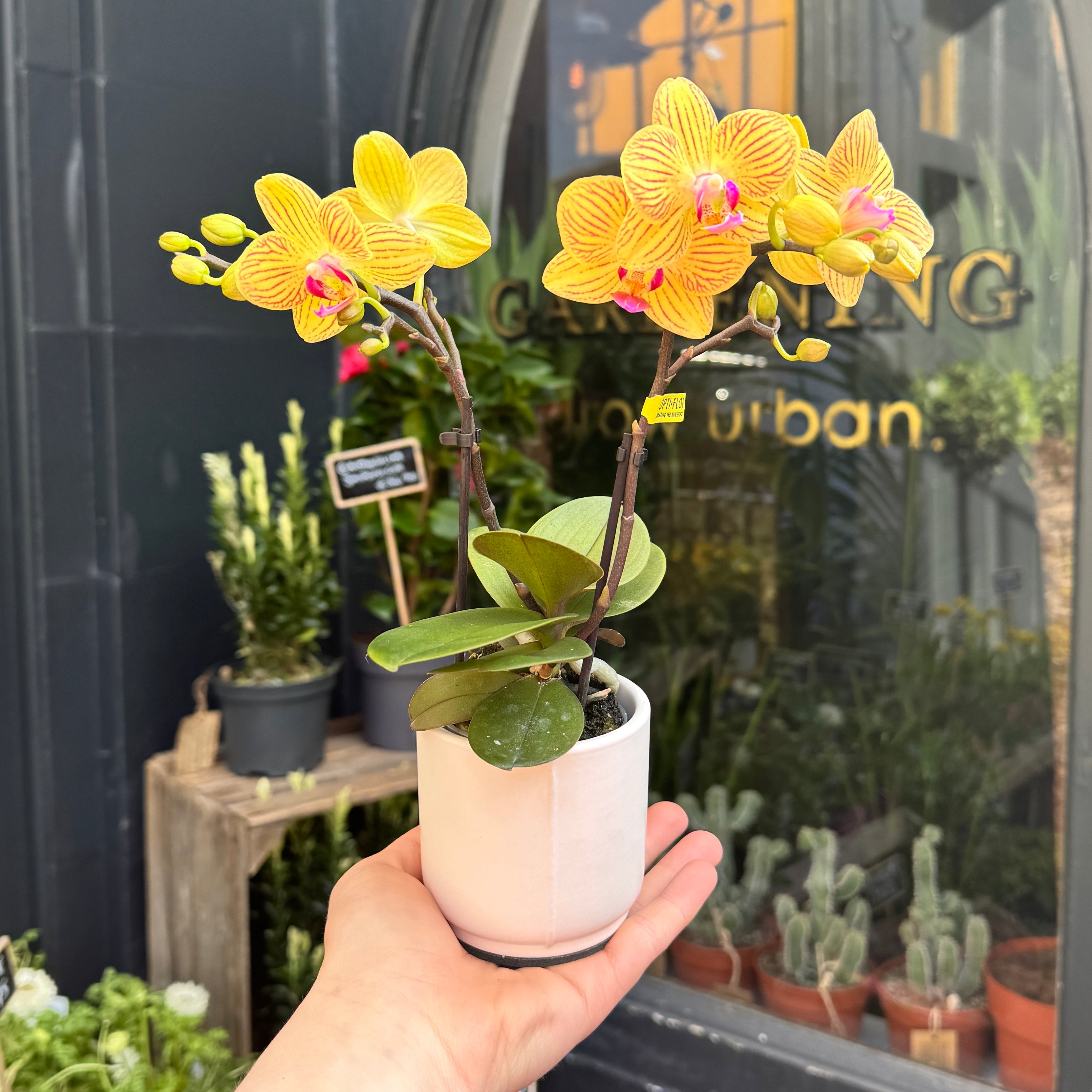 Hand holding a potted yellow orchid in front of a store window.