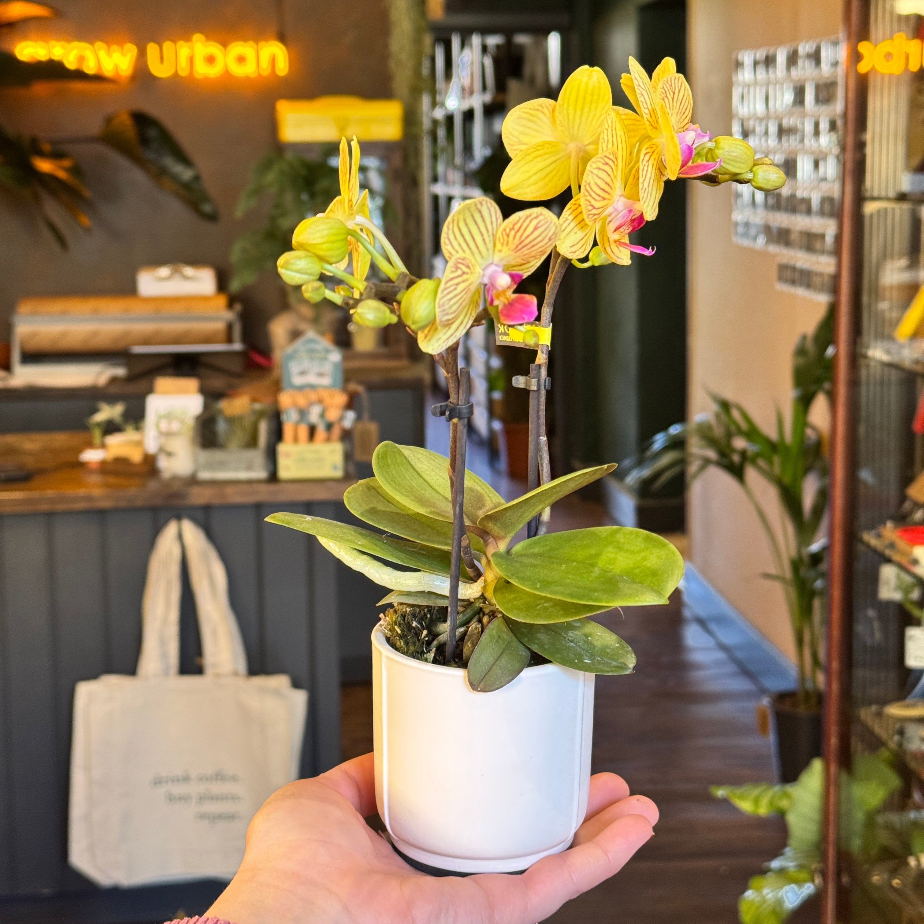 Lazio Plant Pot - White | 7cm