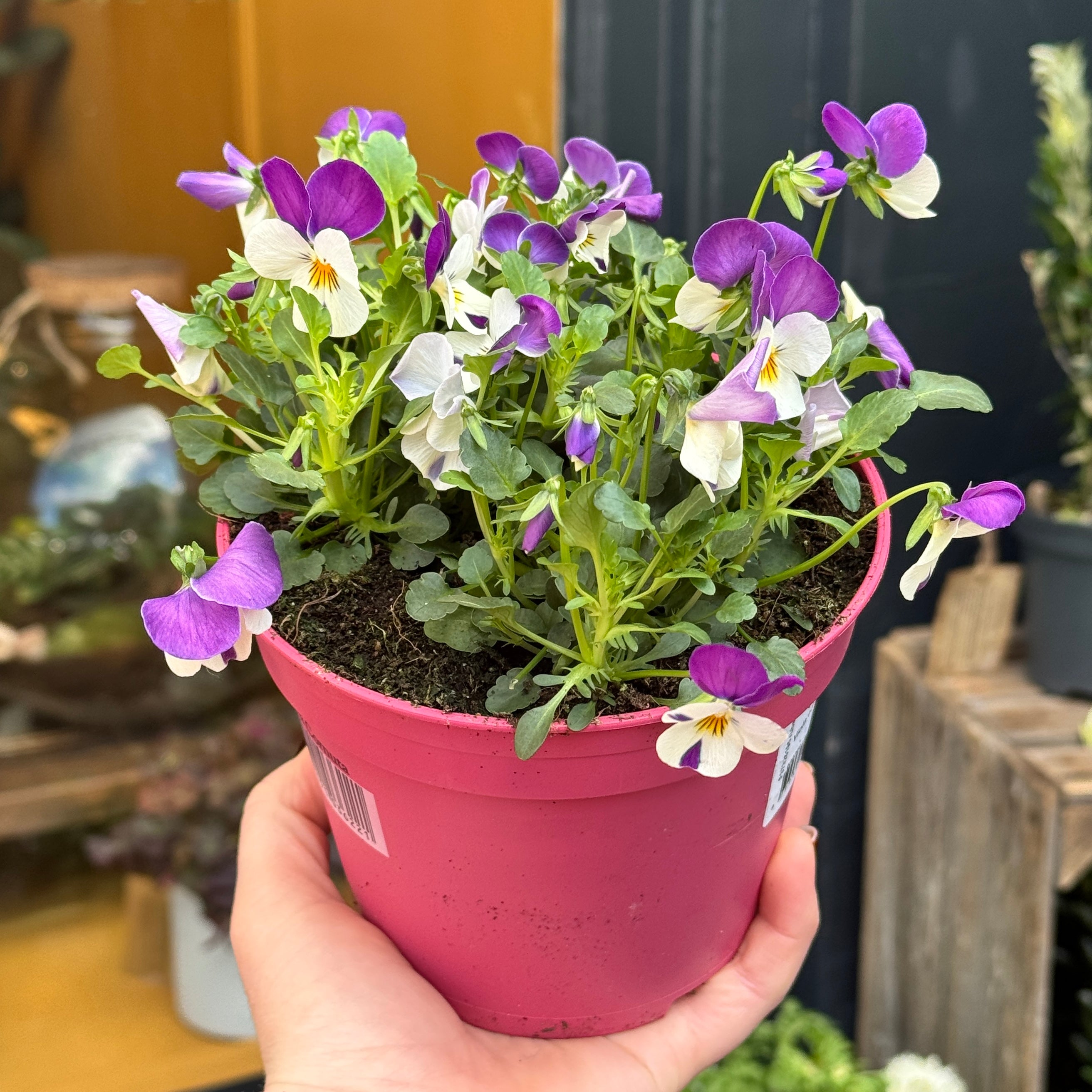 Viola cornuta 'Pink'