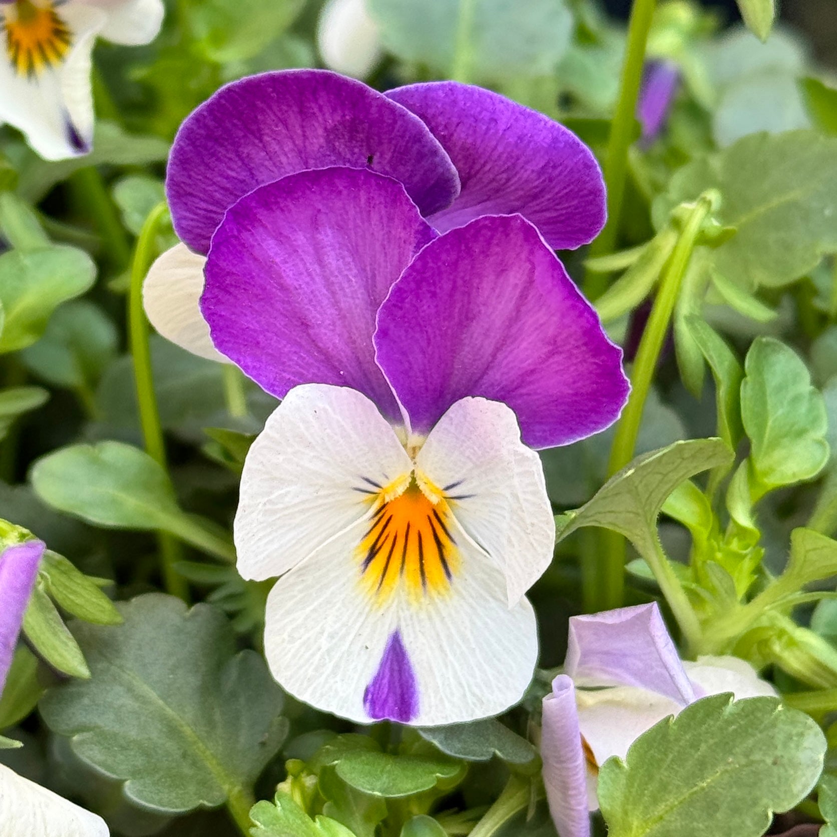 Viola cornuta 'Pink'