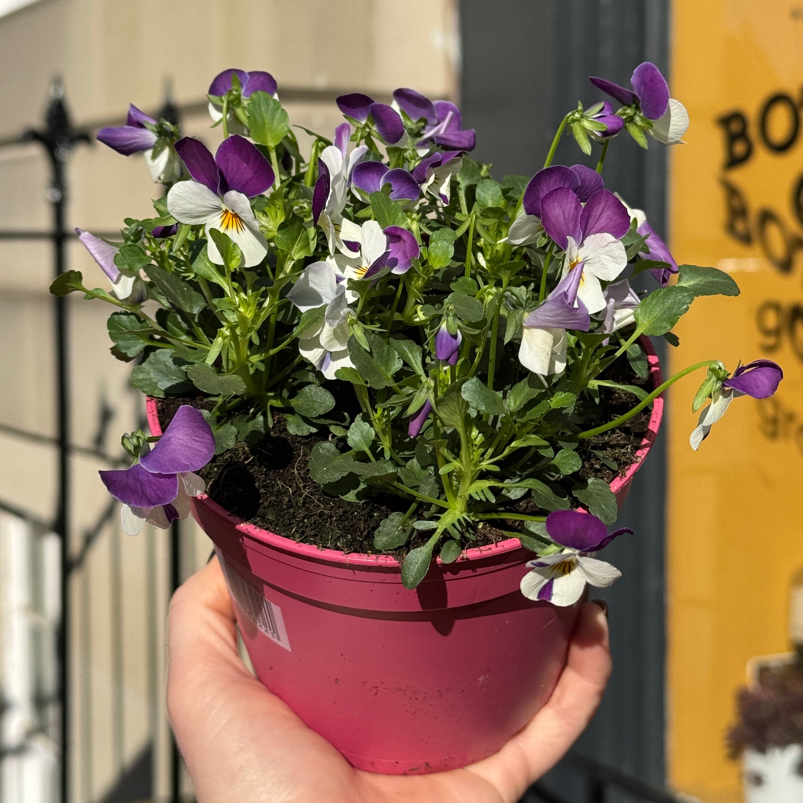 Viola cornuta 'Pink'