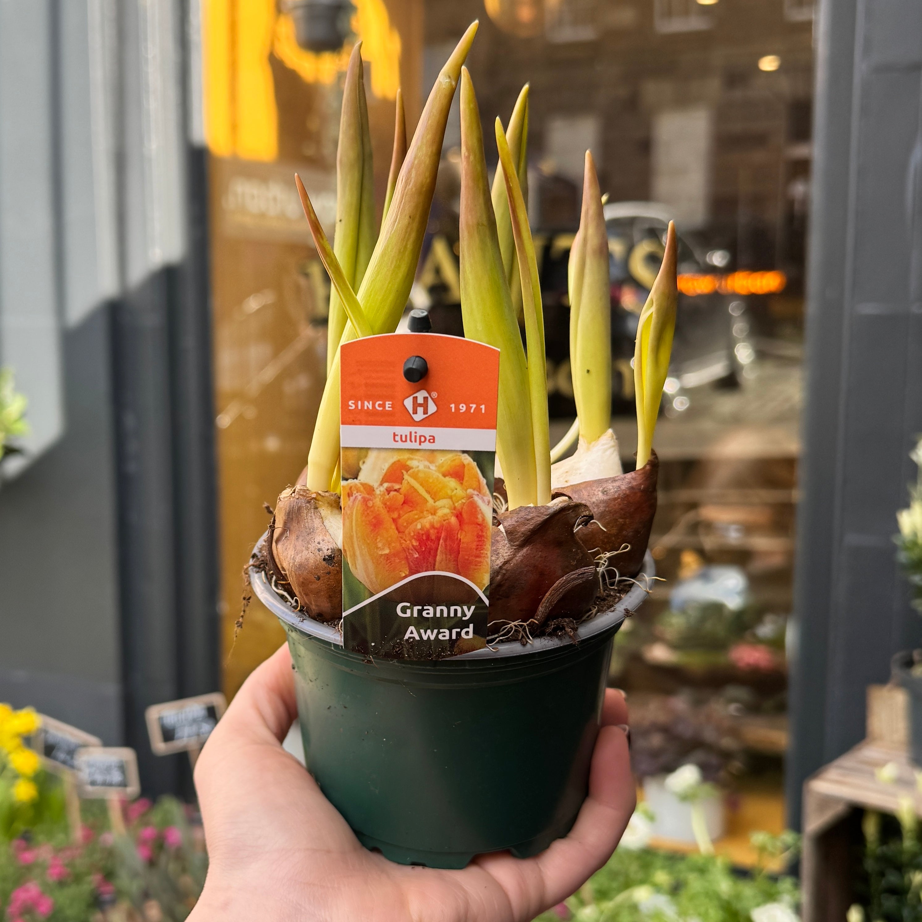 Tulipa ‘Granny Award’