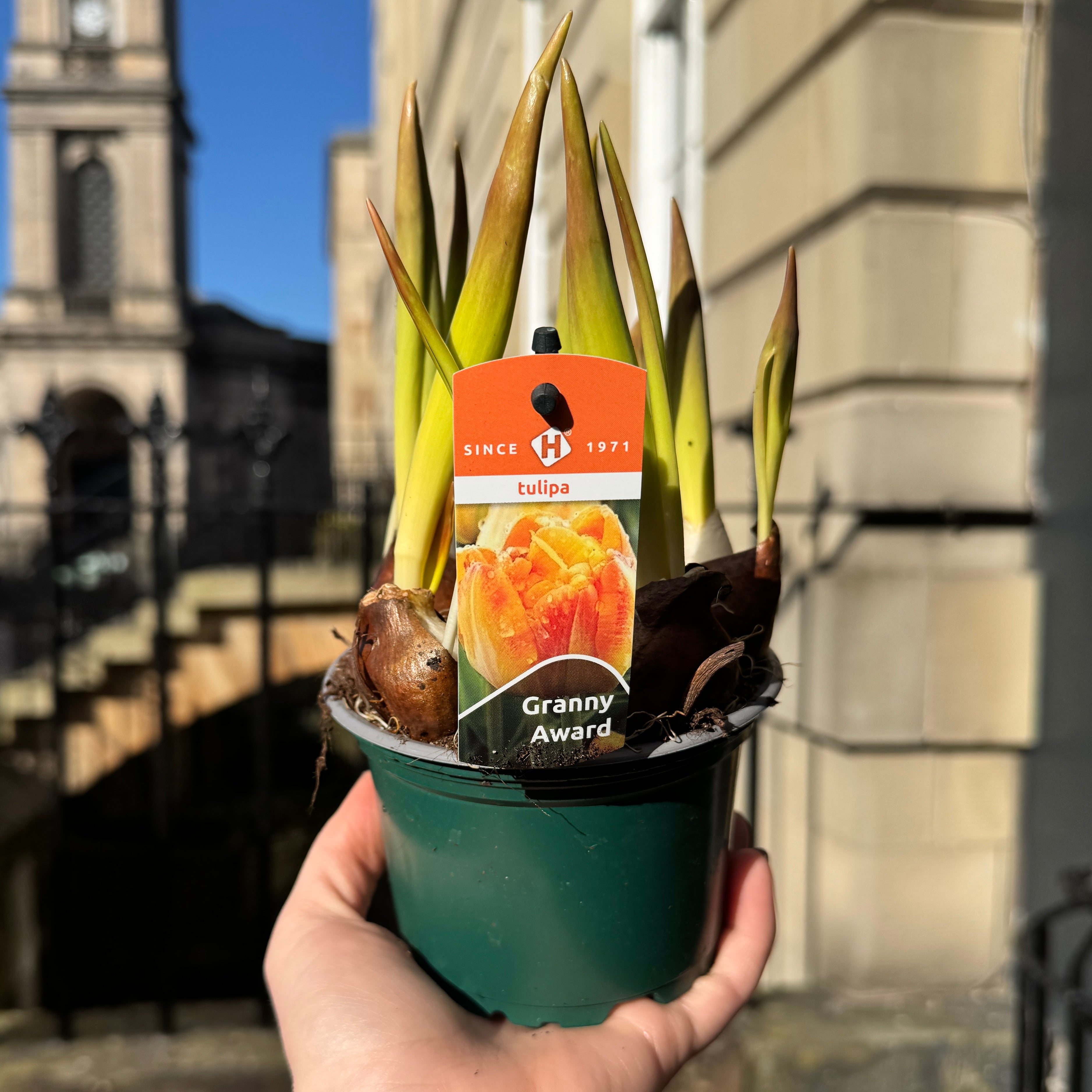 Tulipa ‘Granny Award’