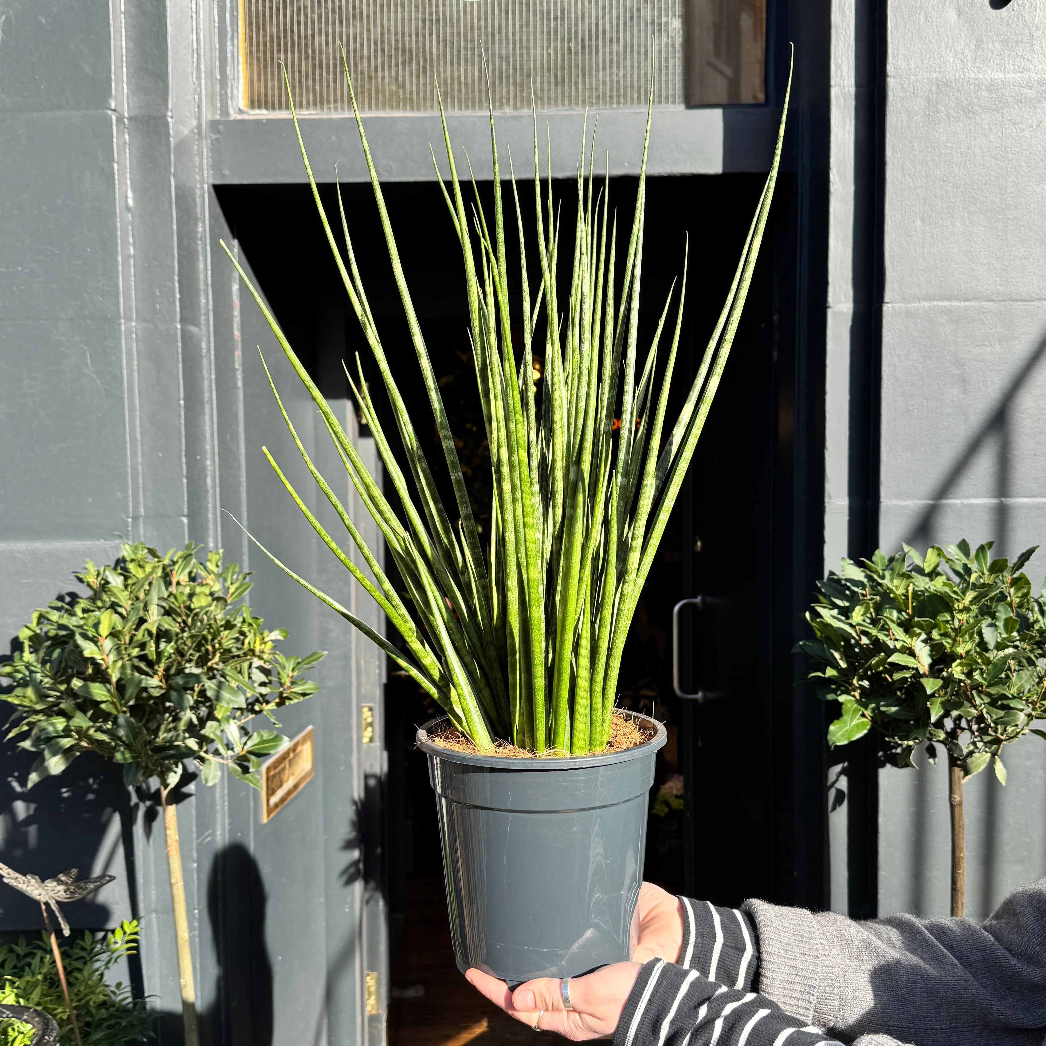 Sansevieria cylindrica 'Digitorum' XL