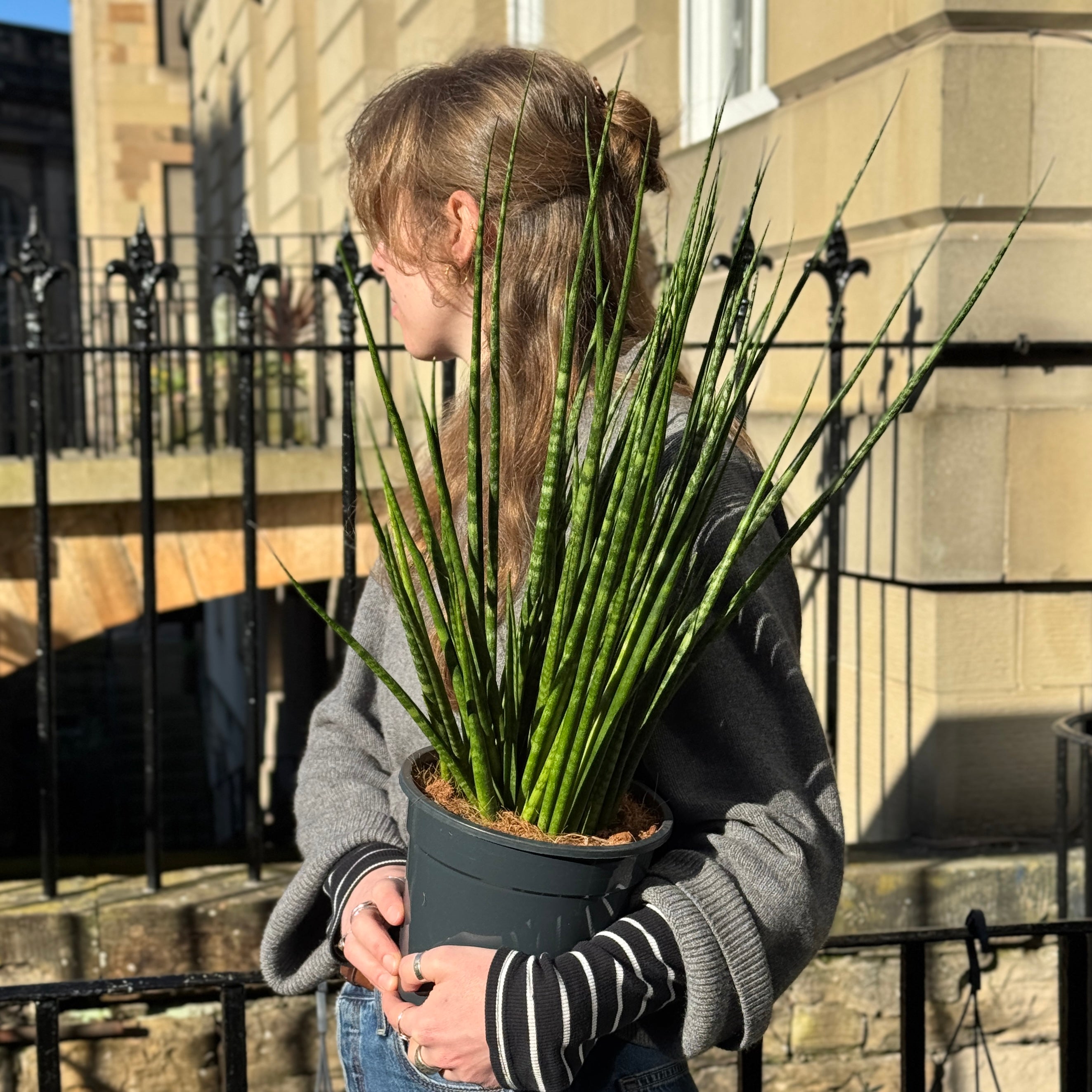 Sansevieria 'Digitorum' XL 19cm | Large Snake Plant | grow urban.