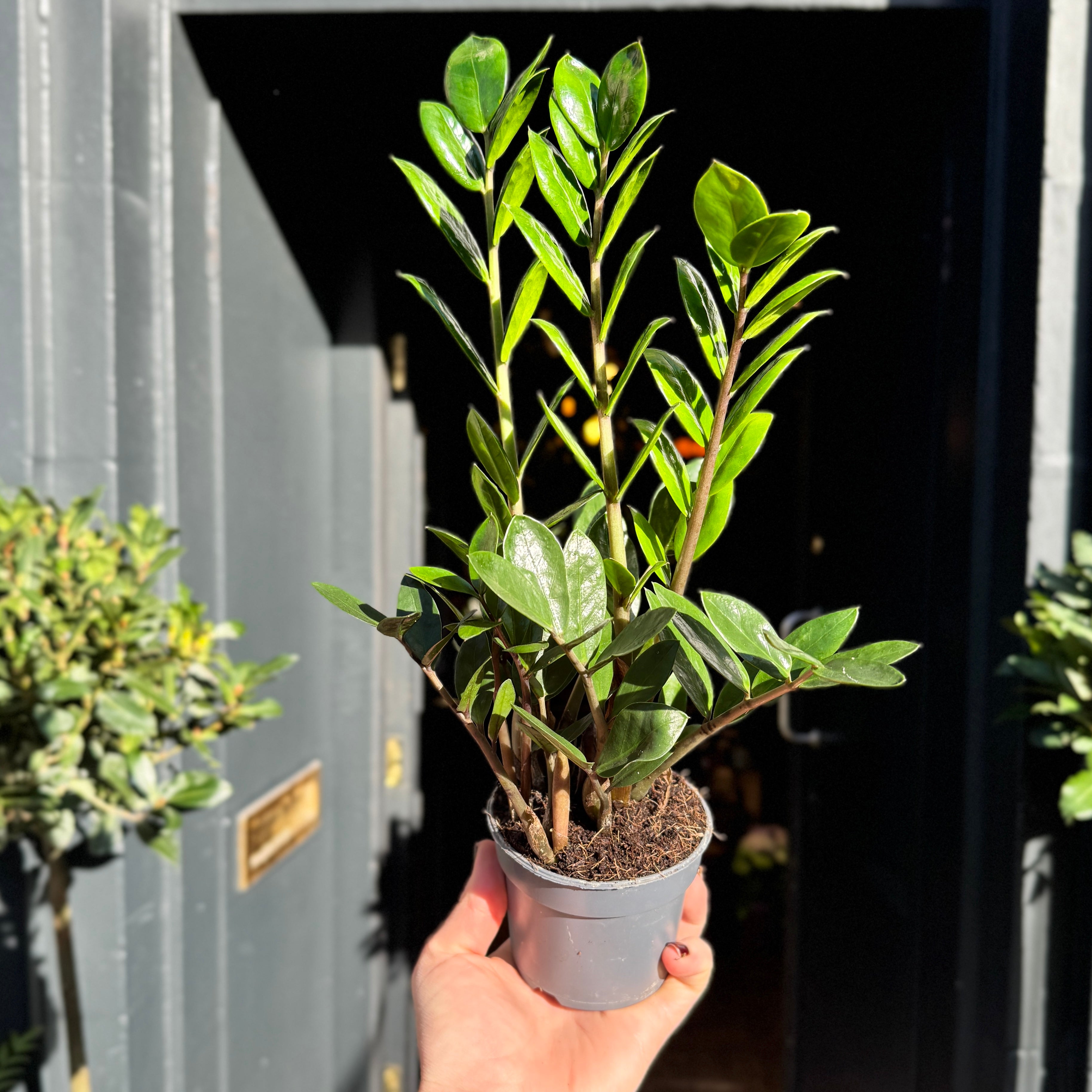 Zamioculcas zamiifolia ‘Lima’