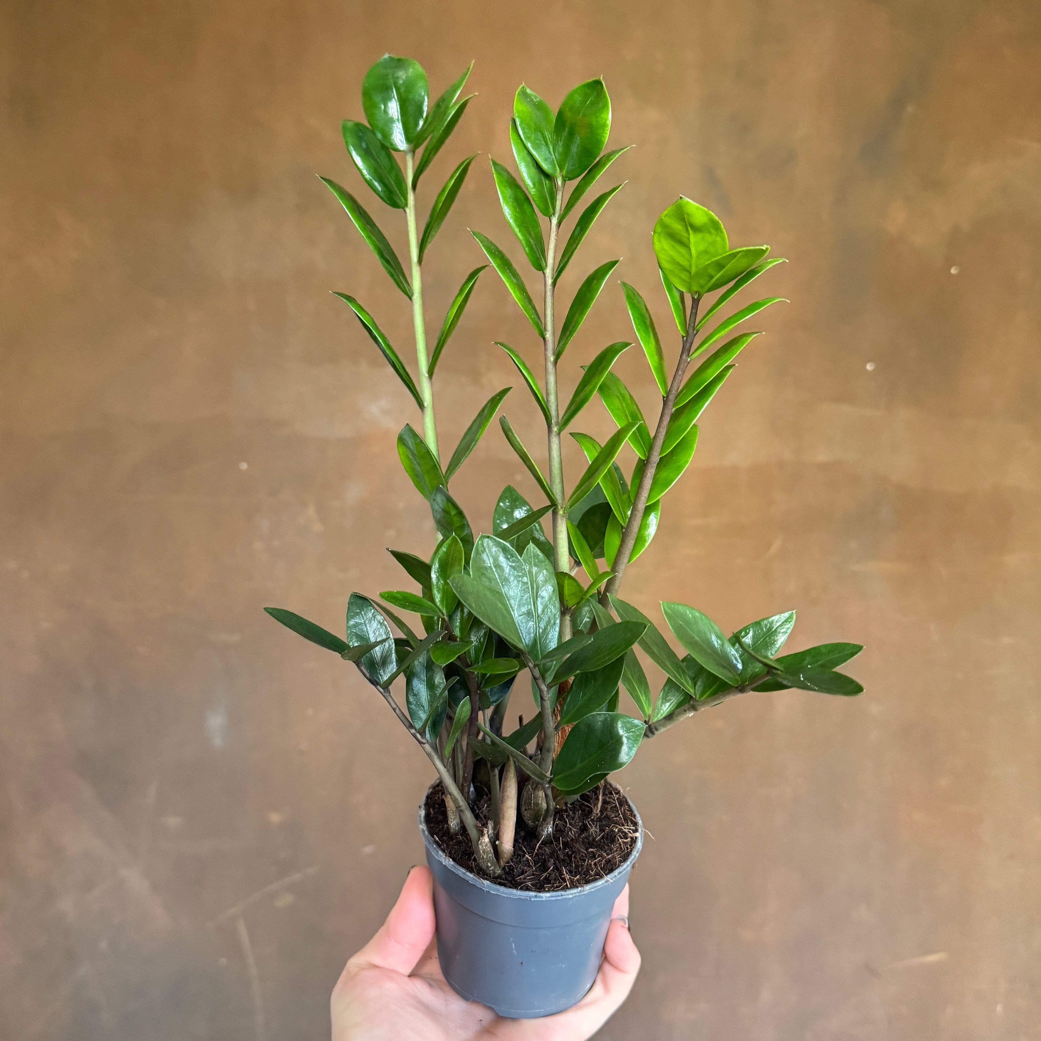 Zamioculcas zamiifolia ‘Lima’