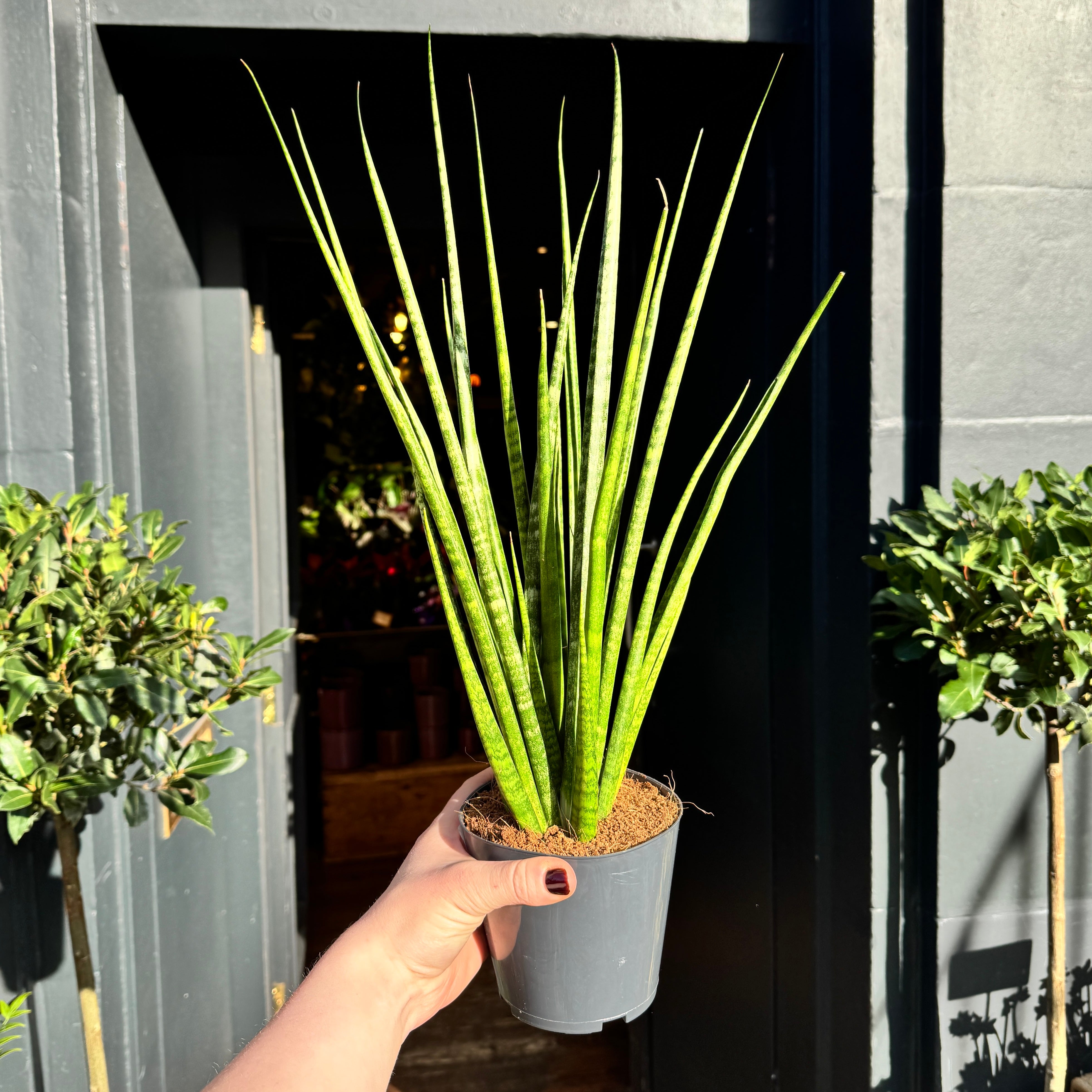 Sansevieria cylindrica 'Digitorum'
