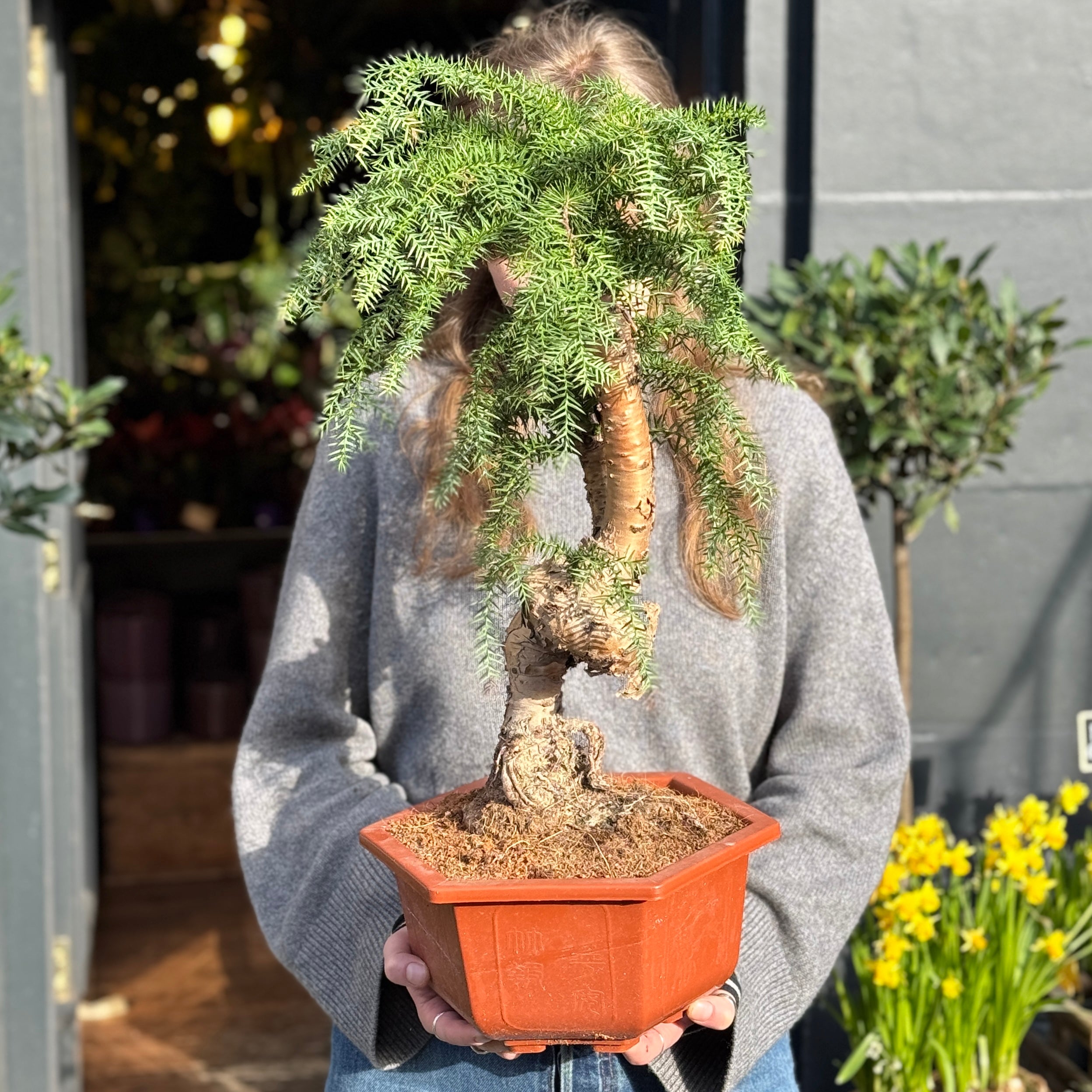 Araucaria cunninghamii