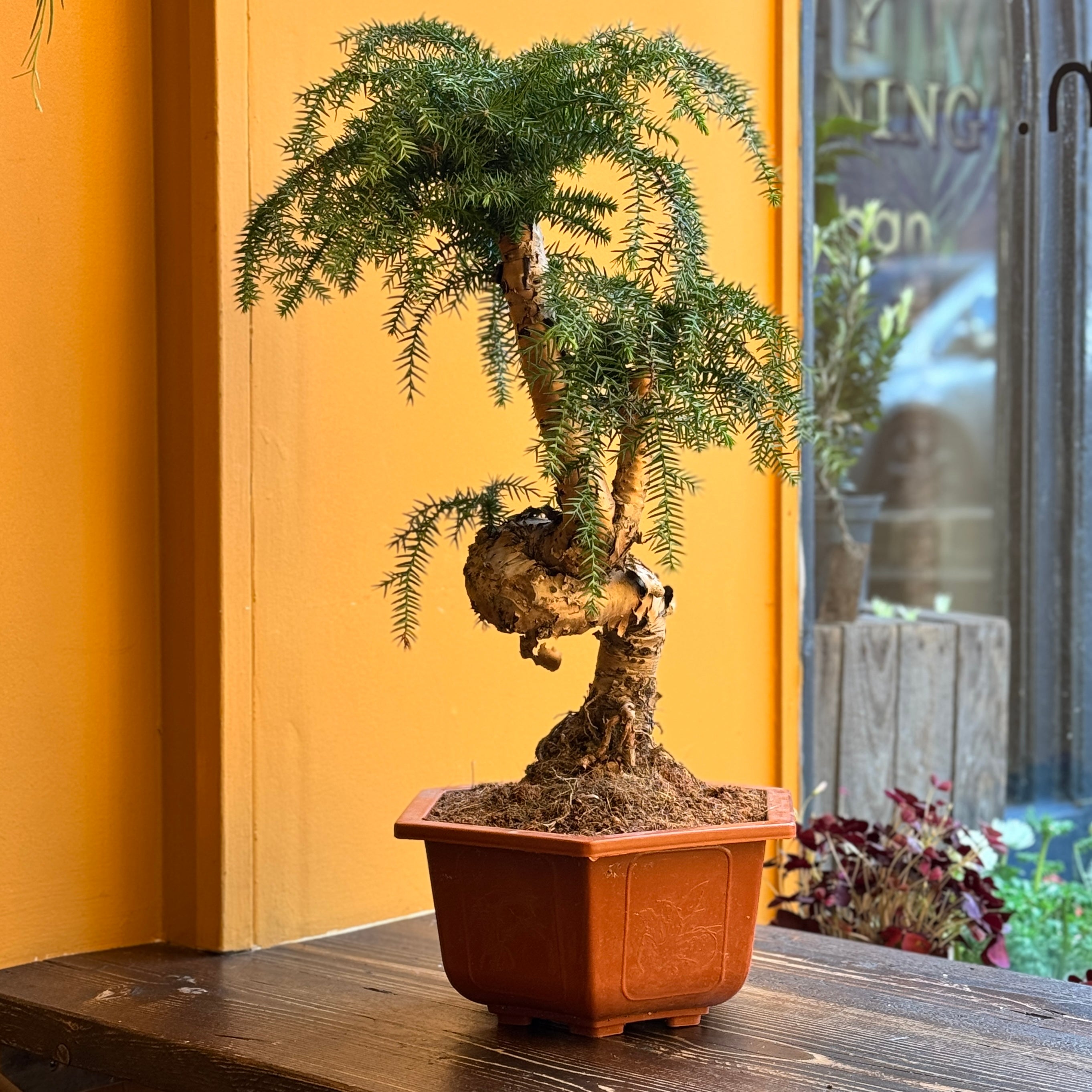 Araucaria cunninghamii