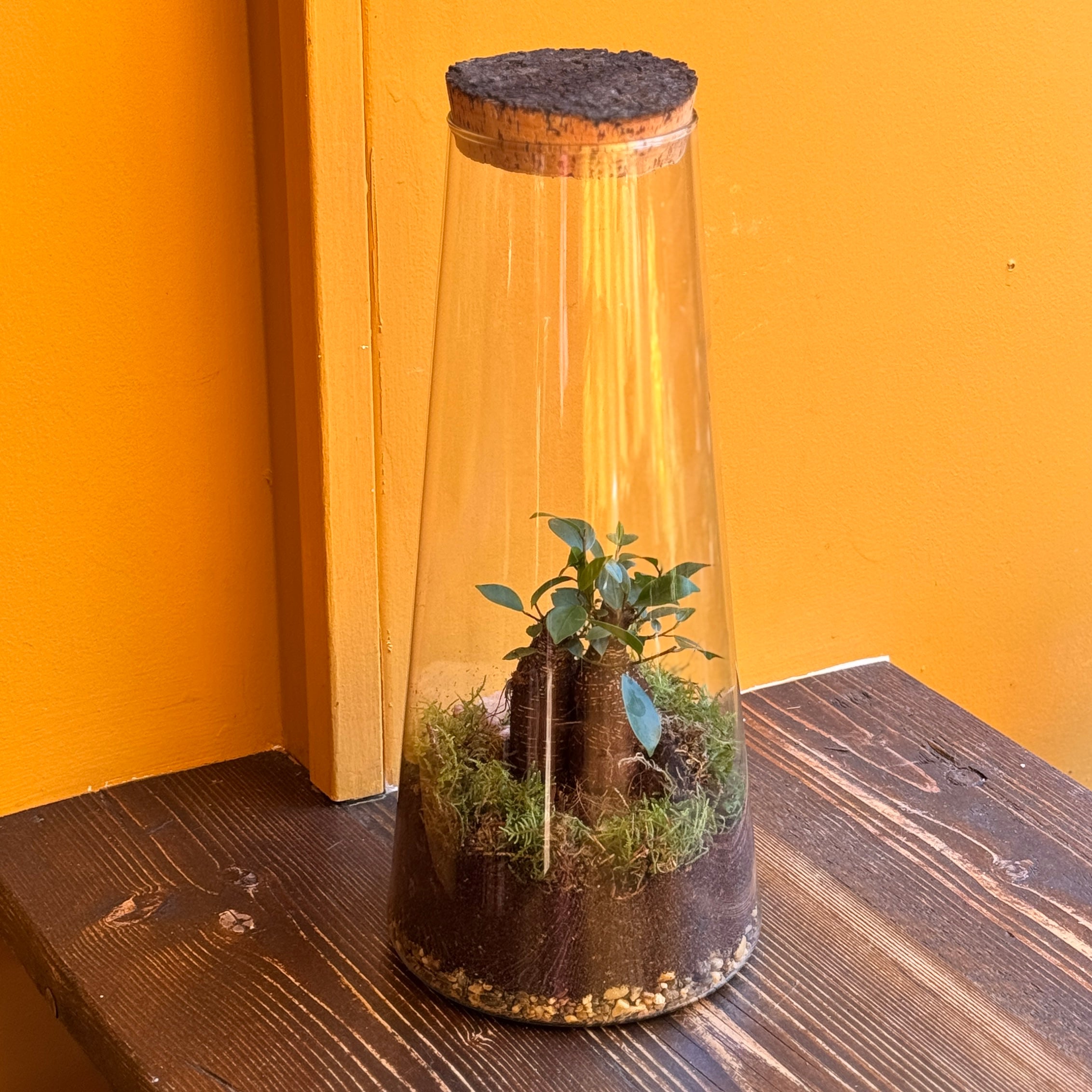 Large Bonsai Terrarium - Aged Cork