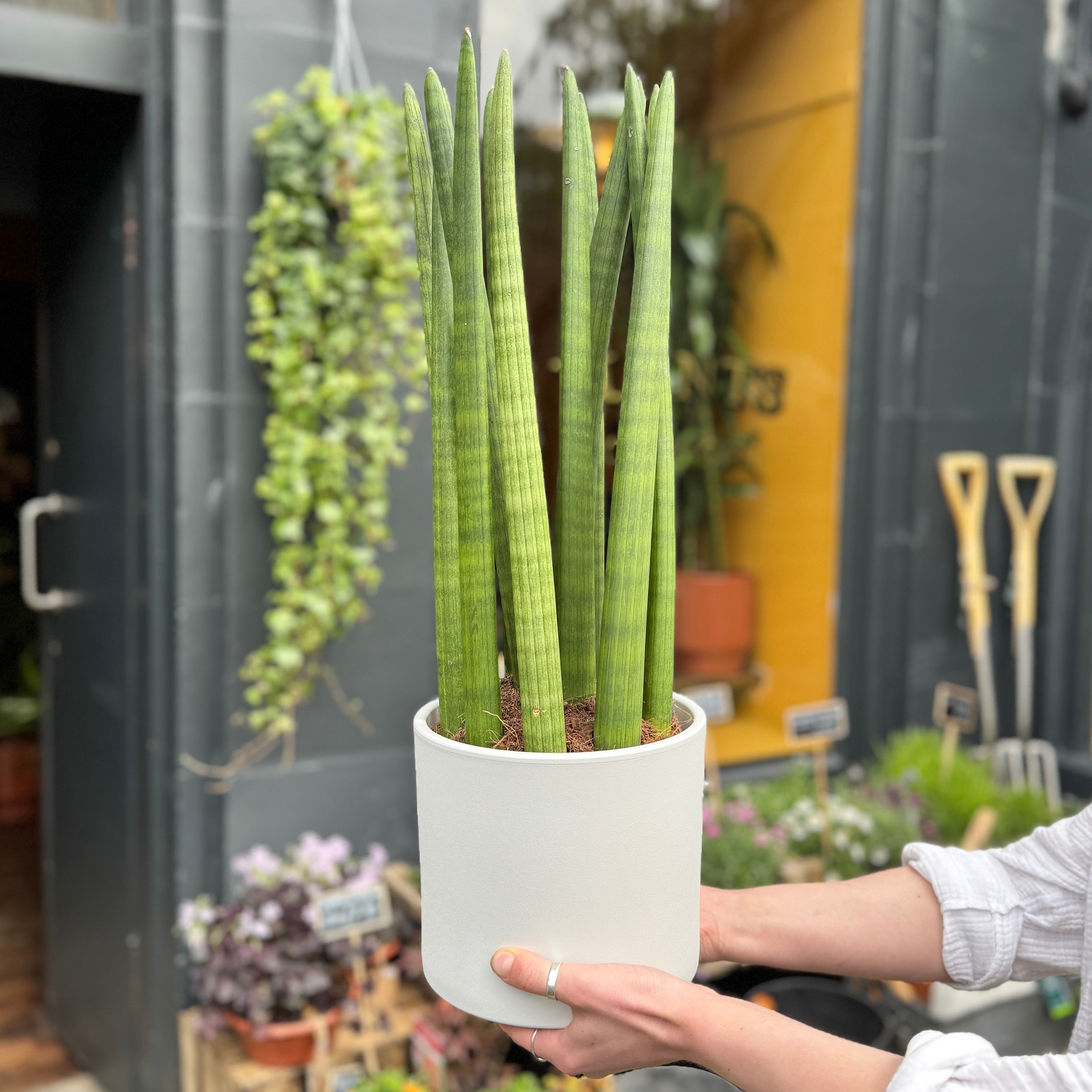 Matt Pot - White | 20cm