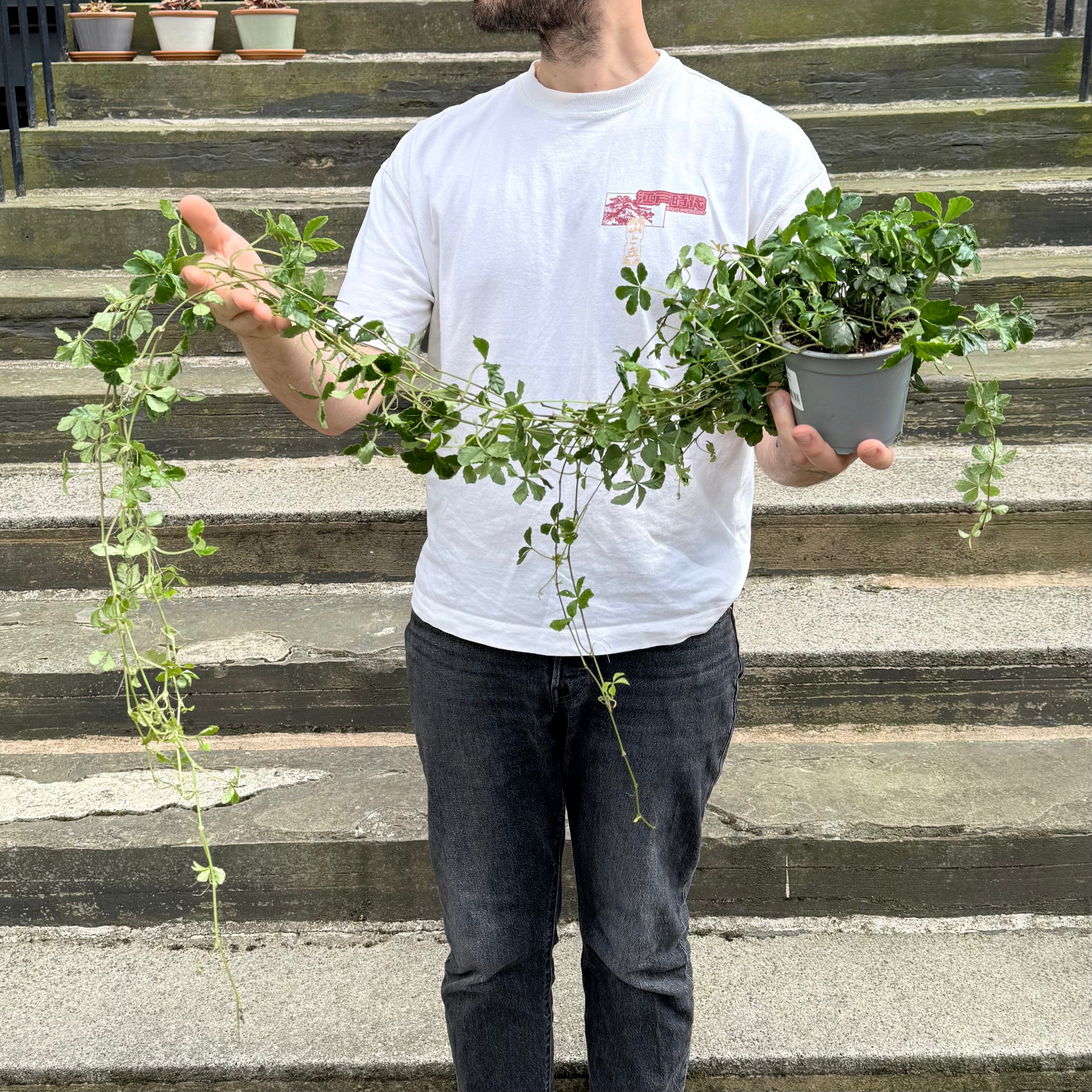 Cissus striata