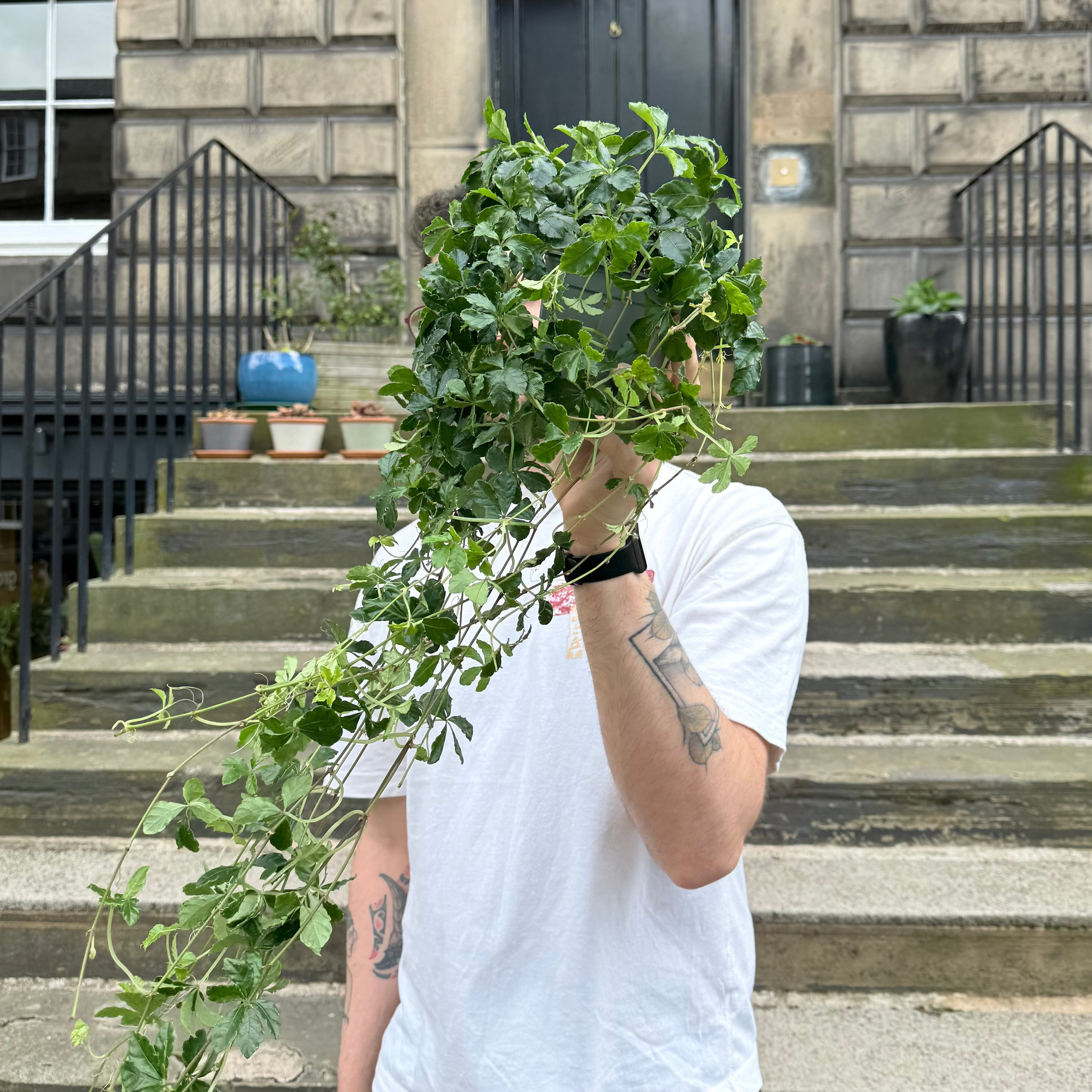 Cissus striata
