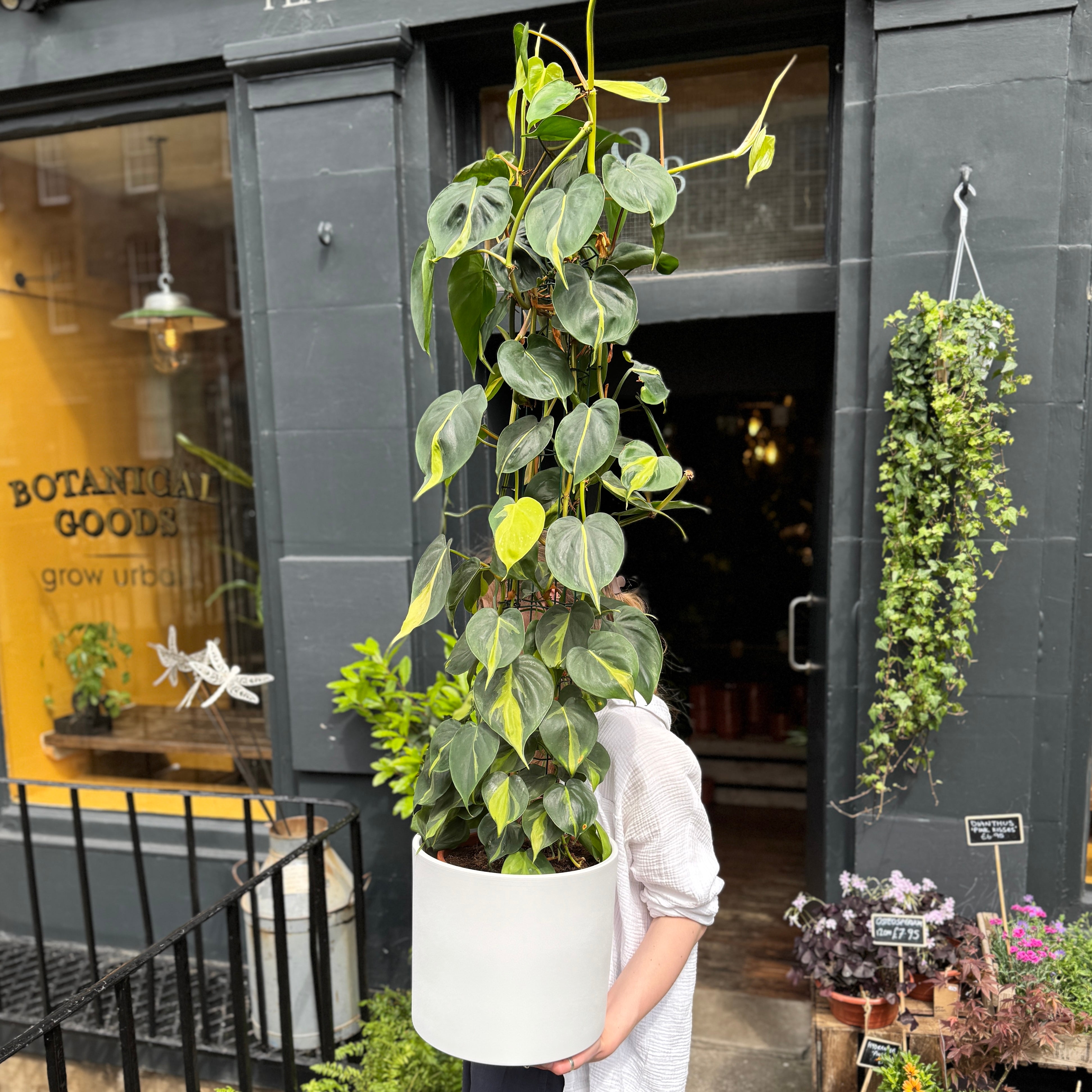 Matt Pot - White | 28cm