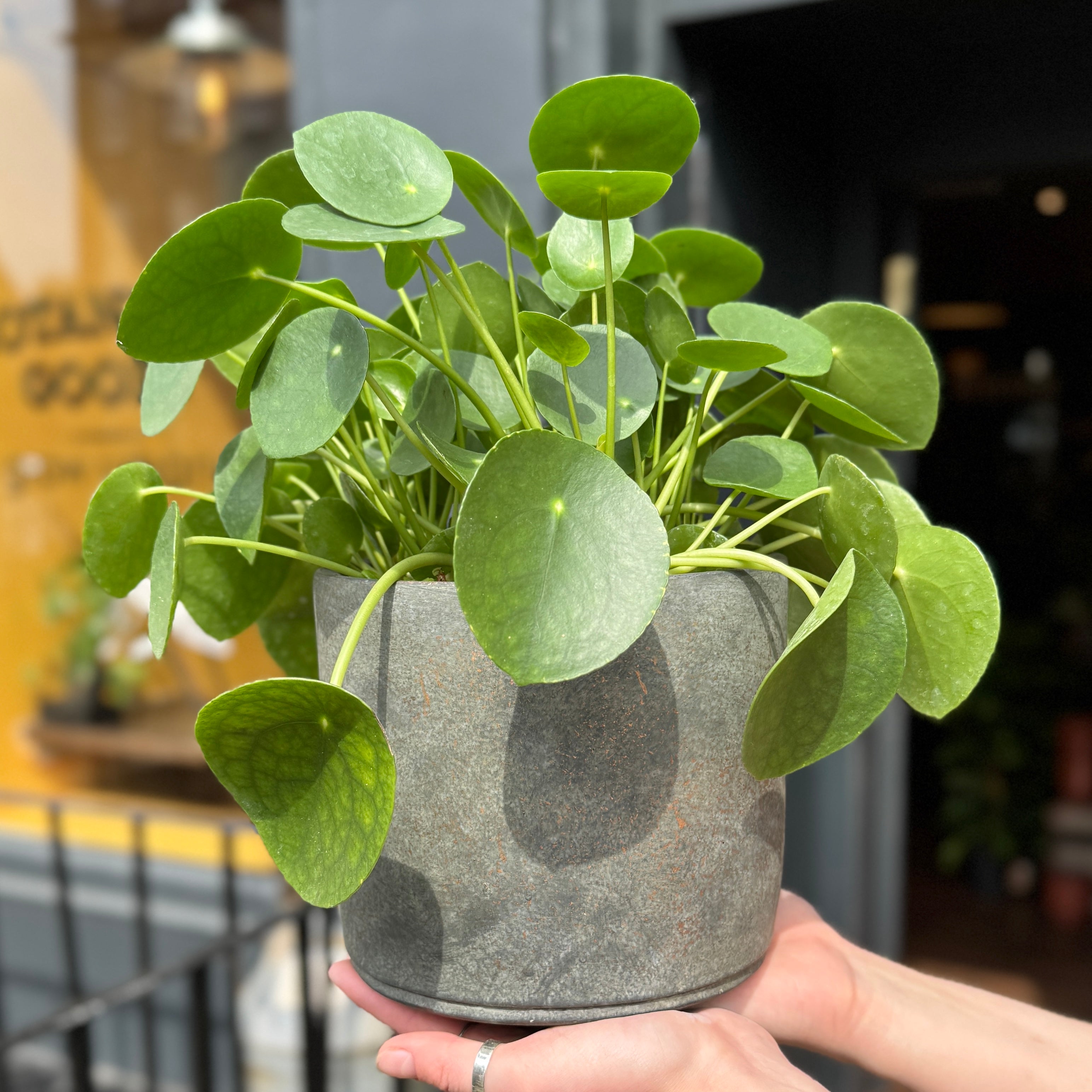 Cement Pot - Dark | 18cm