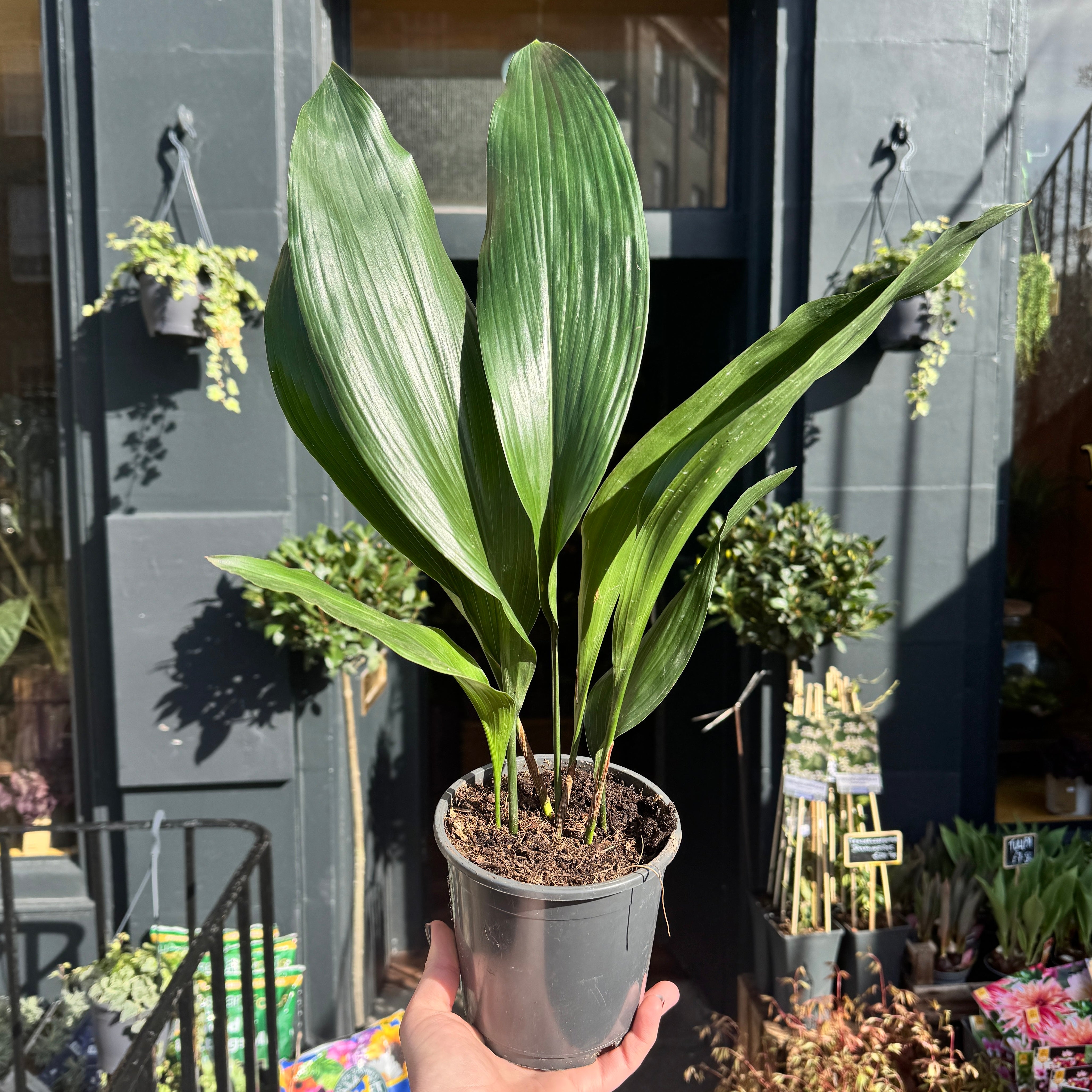 Aspidistra elatior (13cm pot)