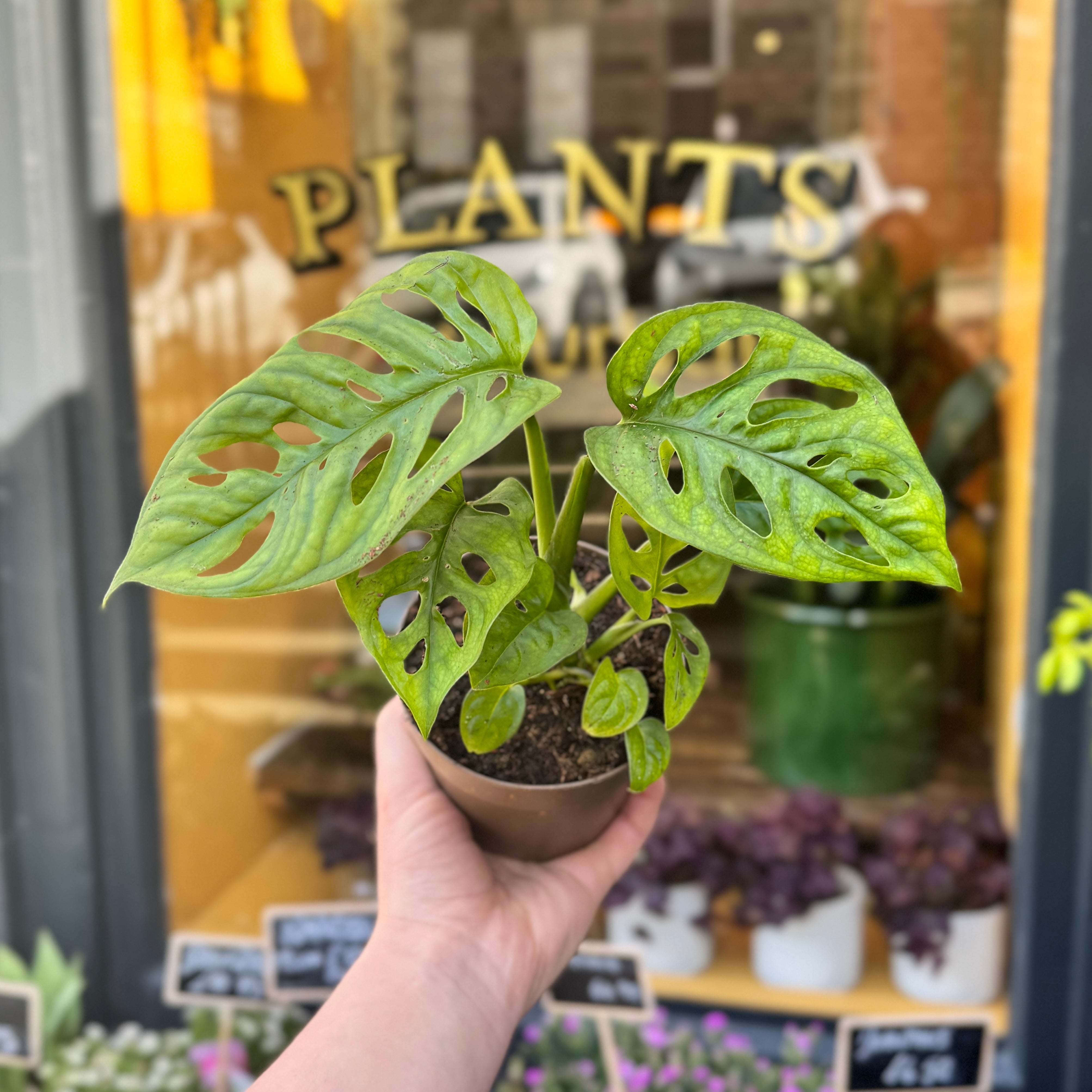Monstera adansonii (11cm pot)
