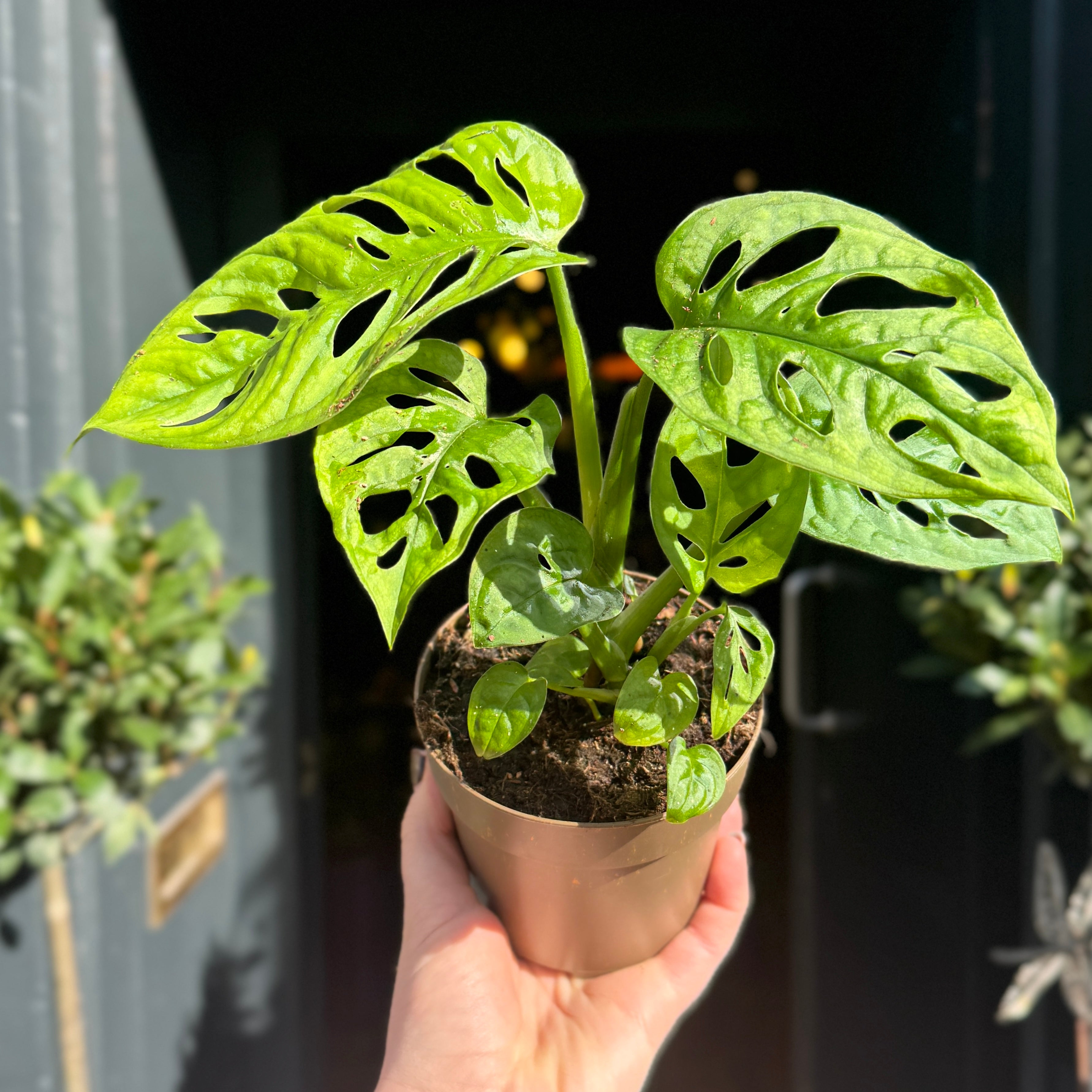 Monstera adansonii (11cm pot)