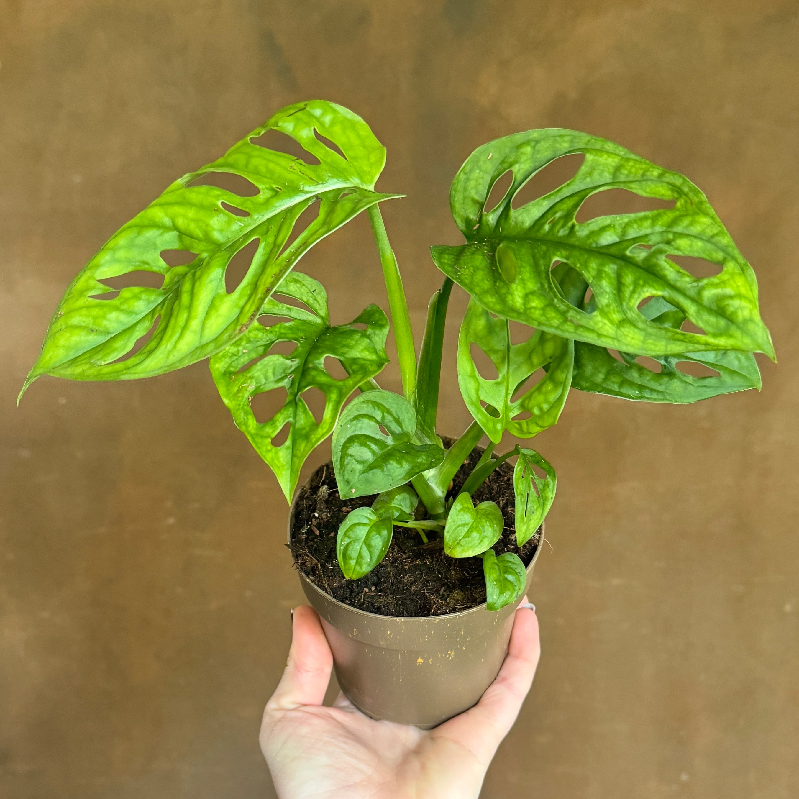 Monstera adansonii (11cm pot)