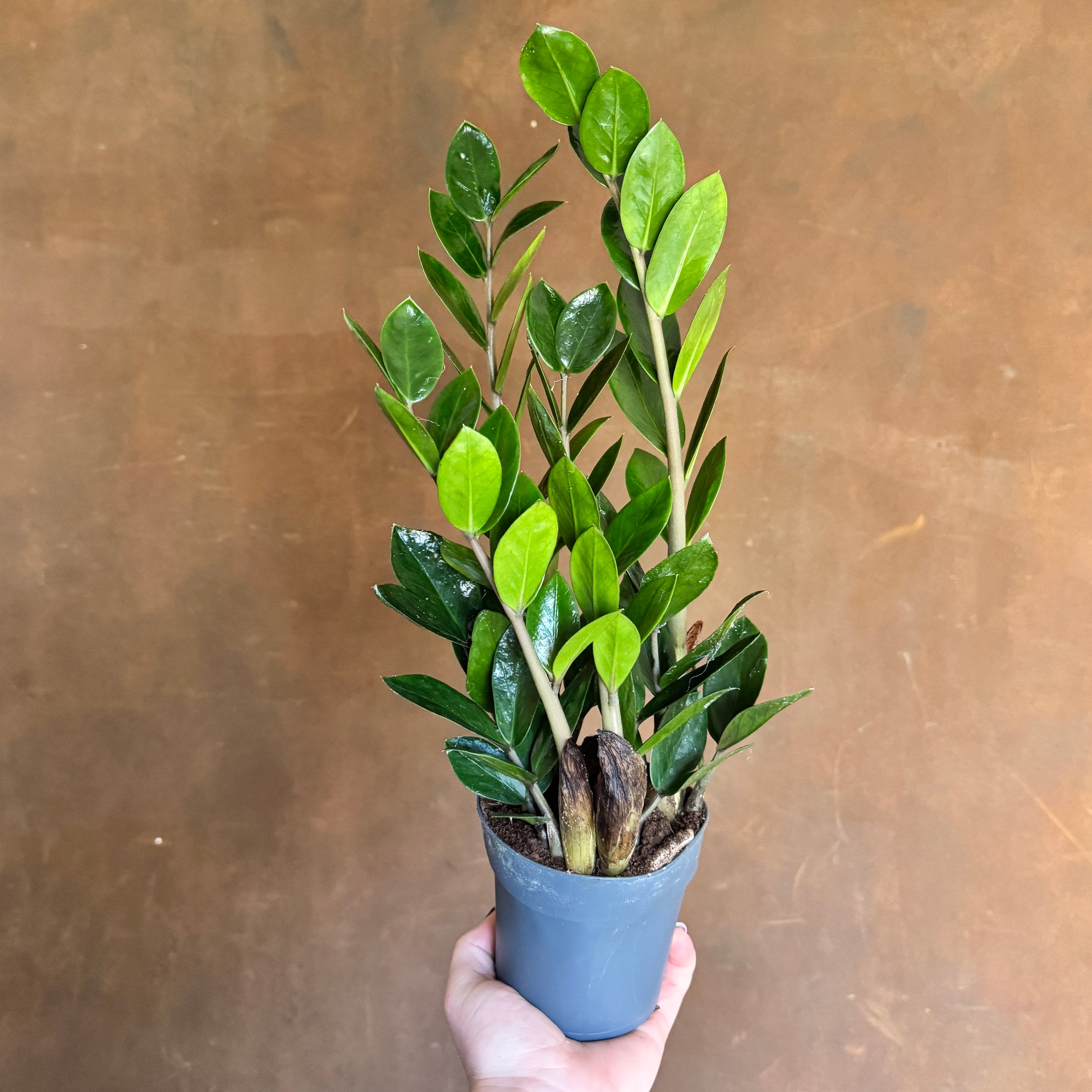 Zamioculcas zamiifolia ‘Lima’