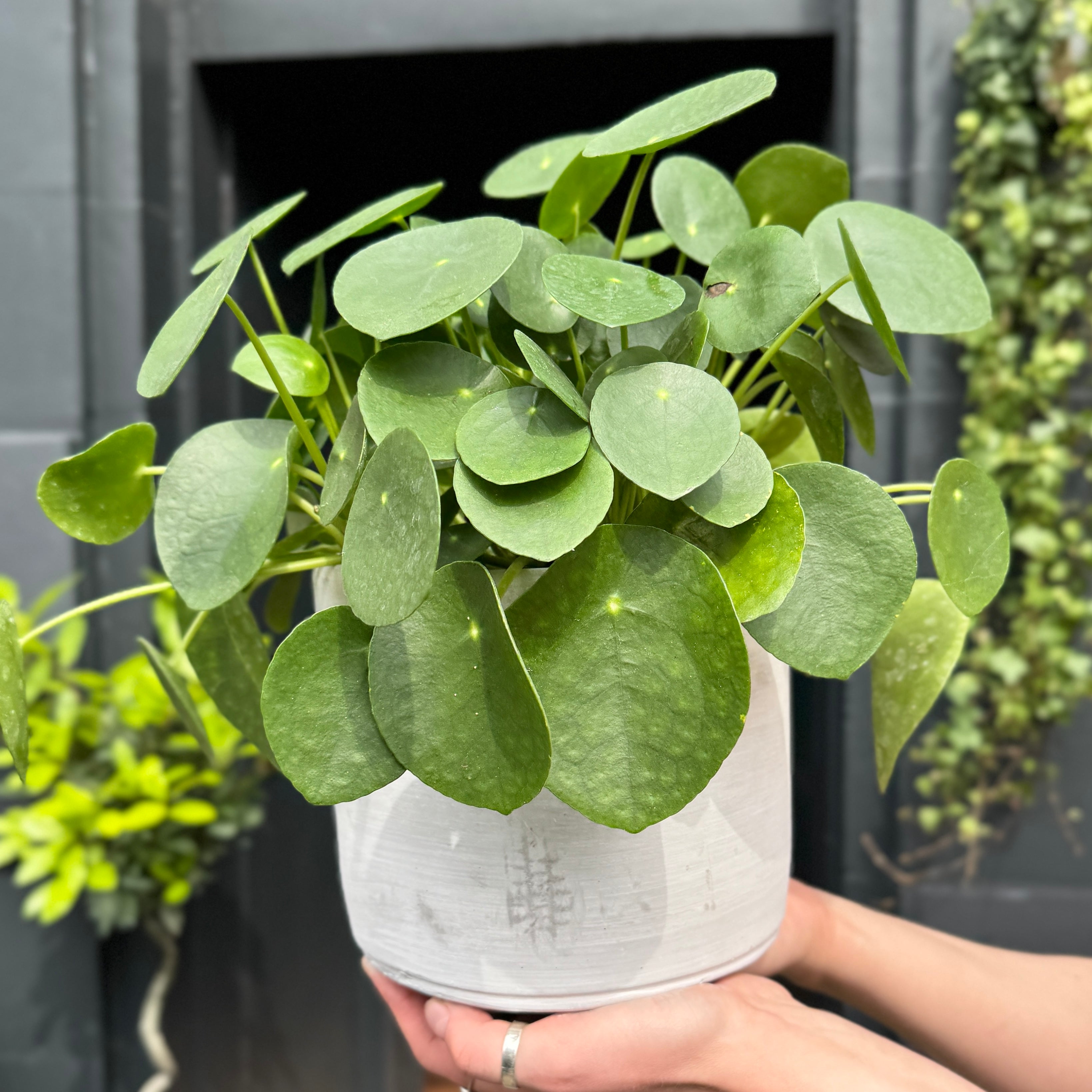 Cement Pot - Light | 18cm