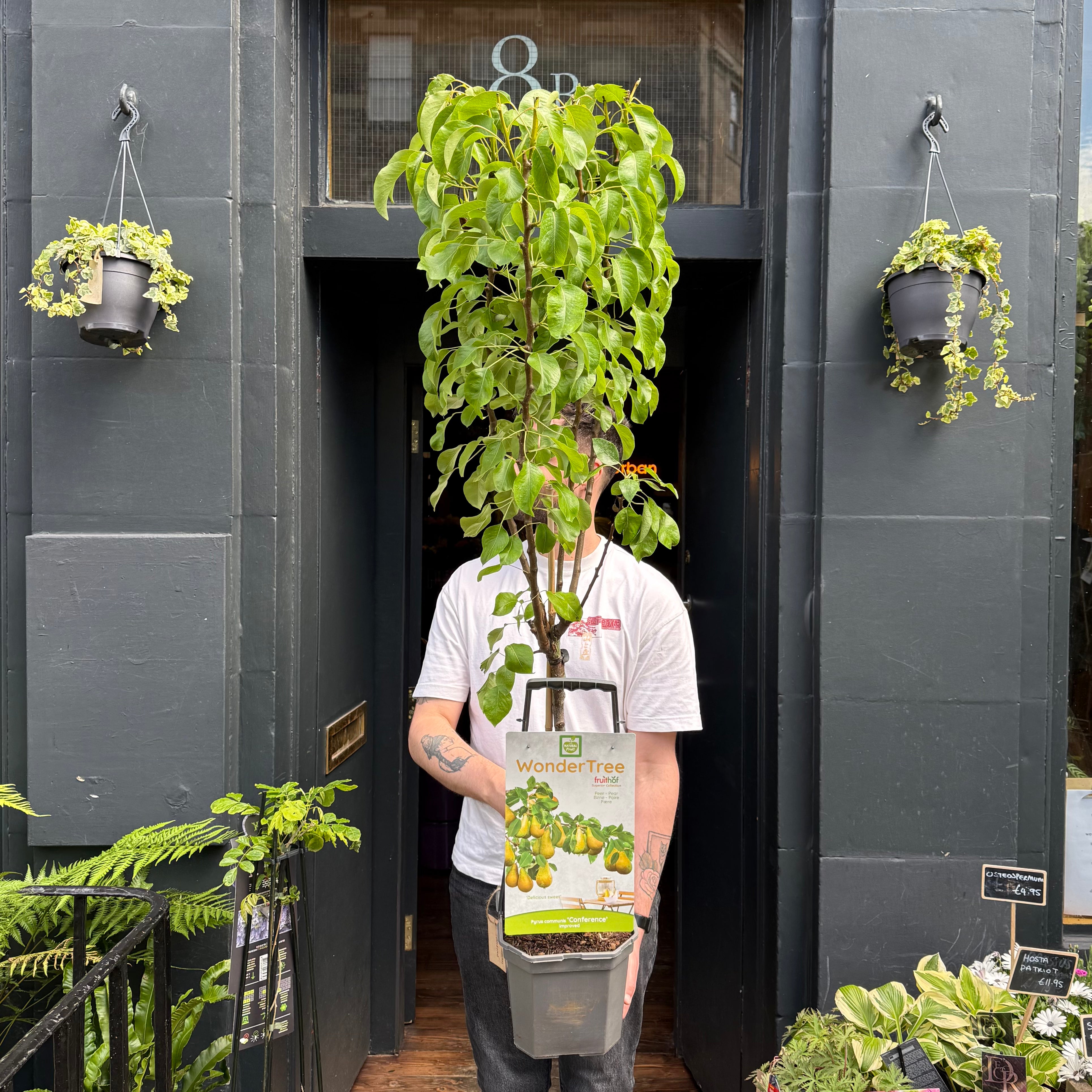 Pyrus communis ‘Conference’