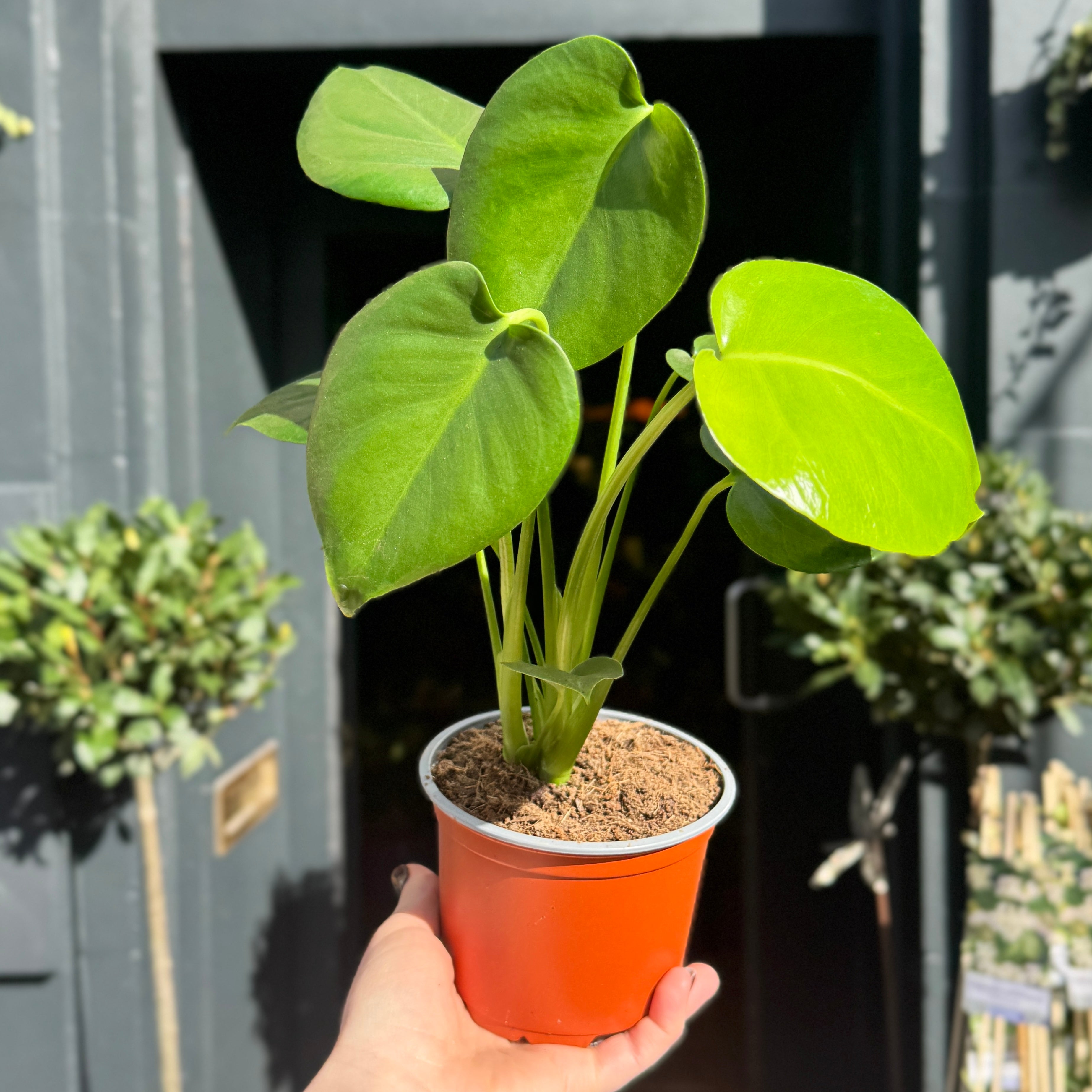 Monstera deliciosa (12cm pot)