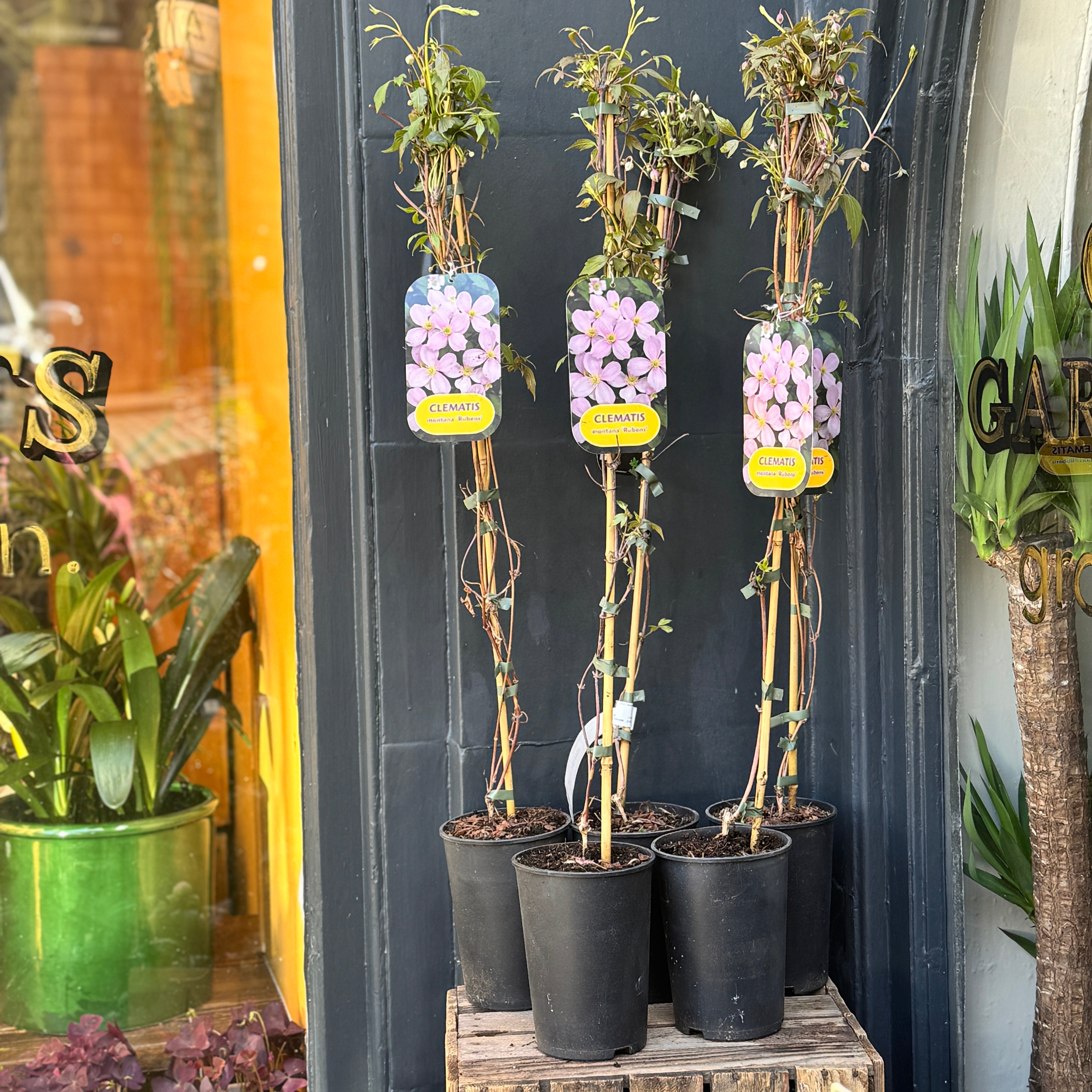 Clematis montana ‘Rubens’