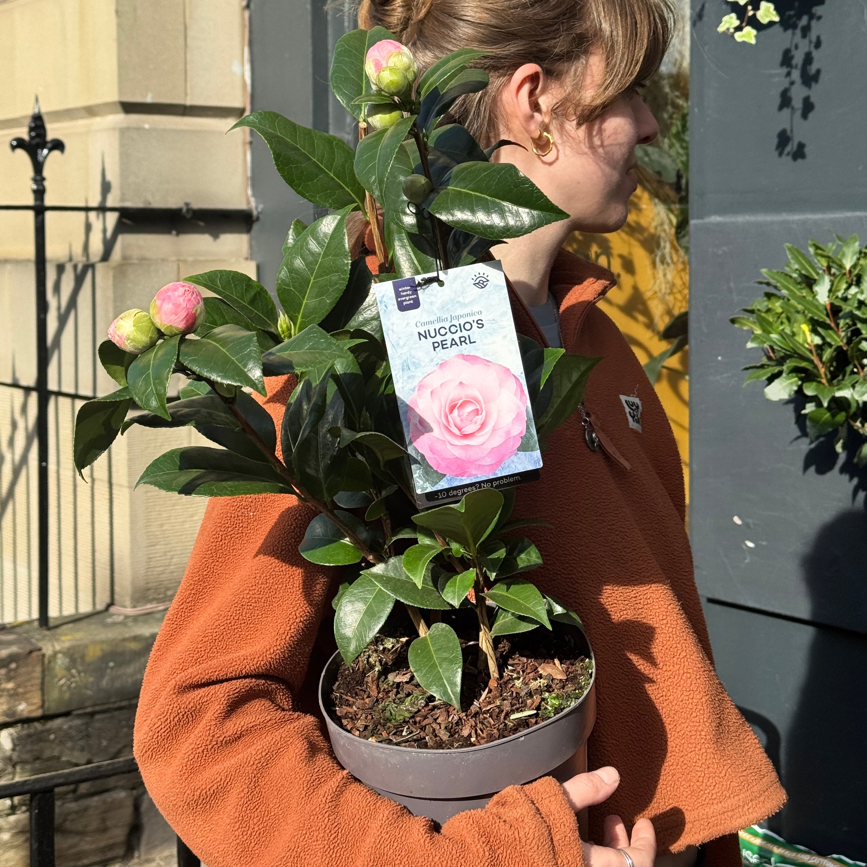 Camellia japonica (19cm pot)