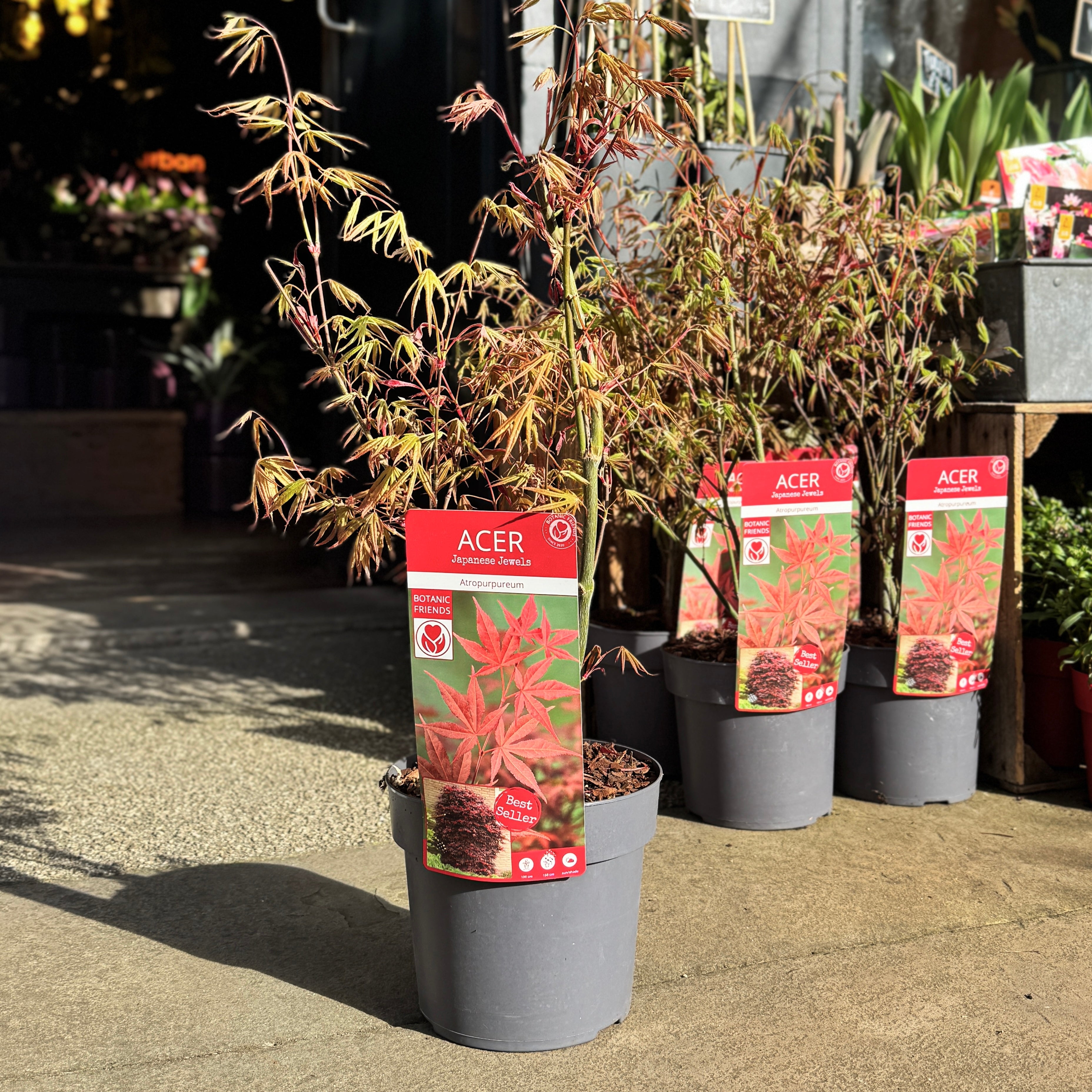 Acer palmatum 'Atropurpureum' (19cm pot)