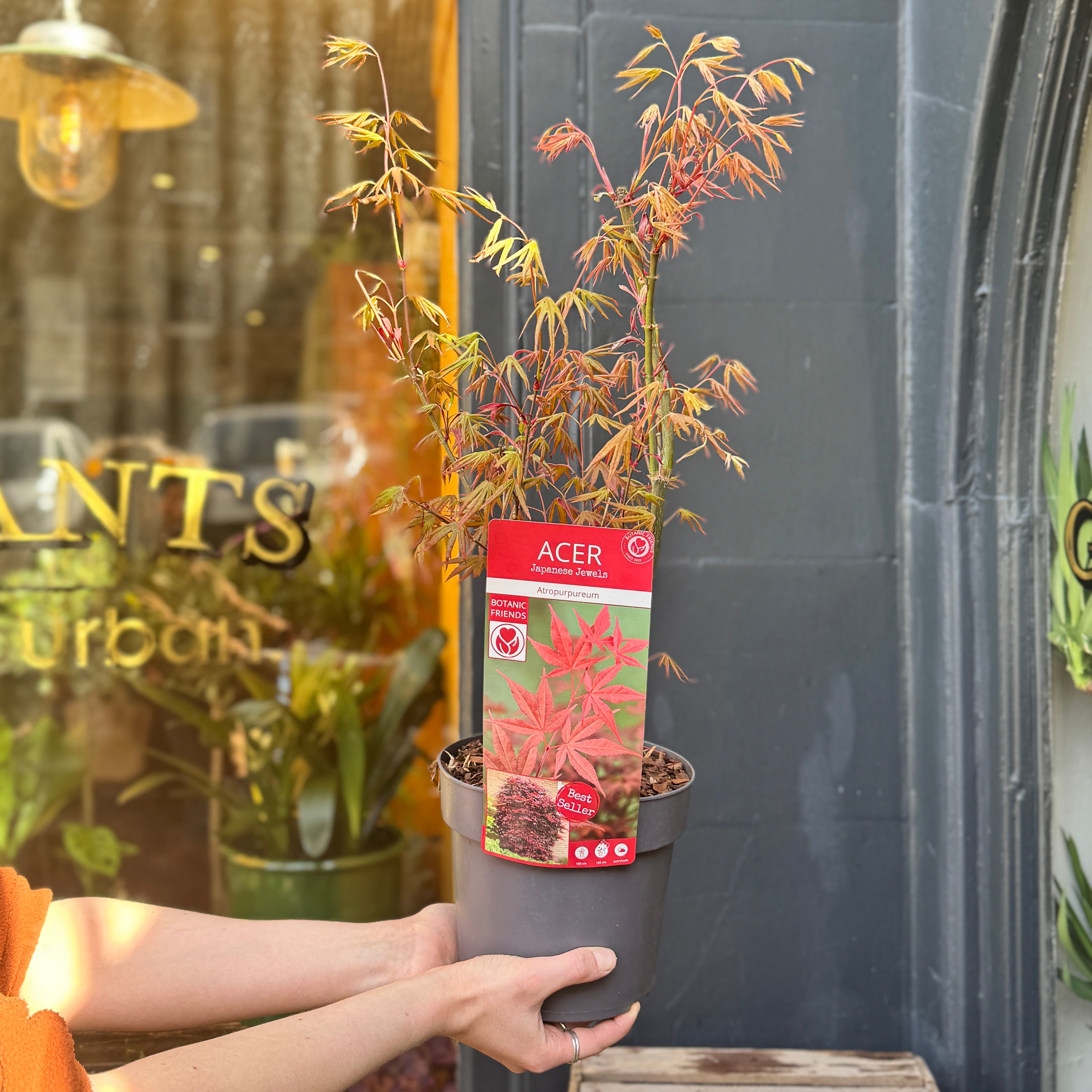 Acer palmatum 'Atropurpureum' (19cm pot)