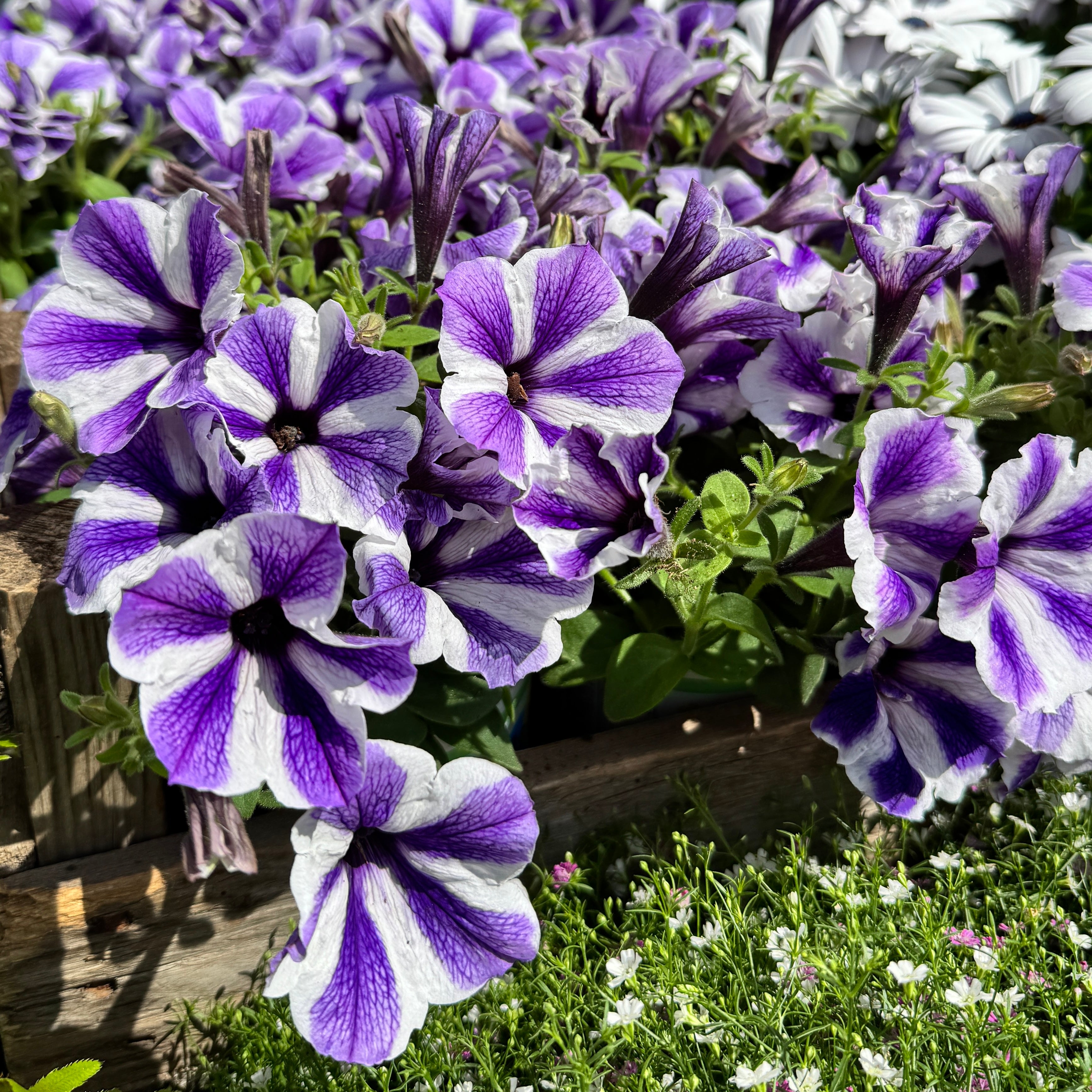 Petunia 'Starfish'