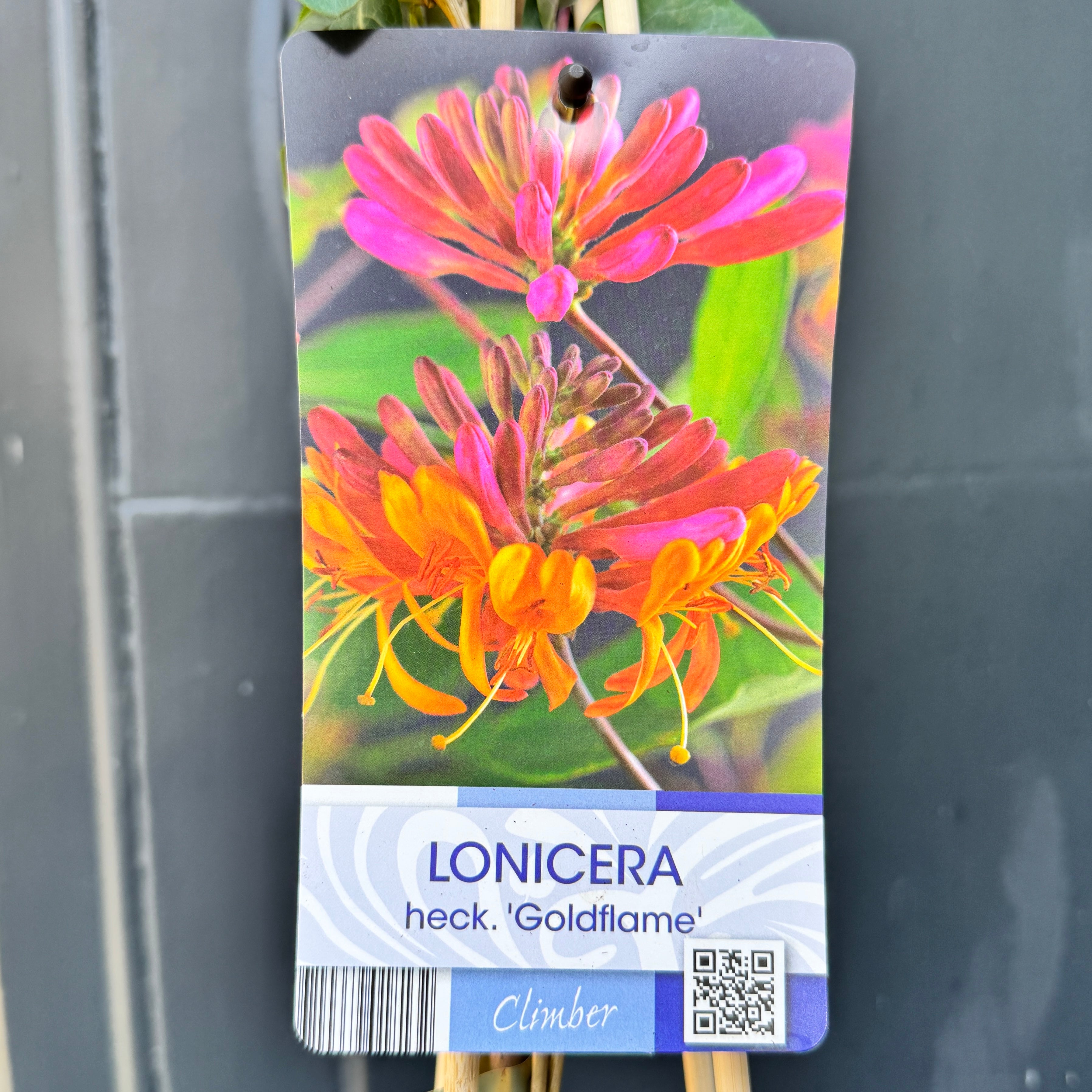 Lonicera × heckrottii ‘Gold Flame’