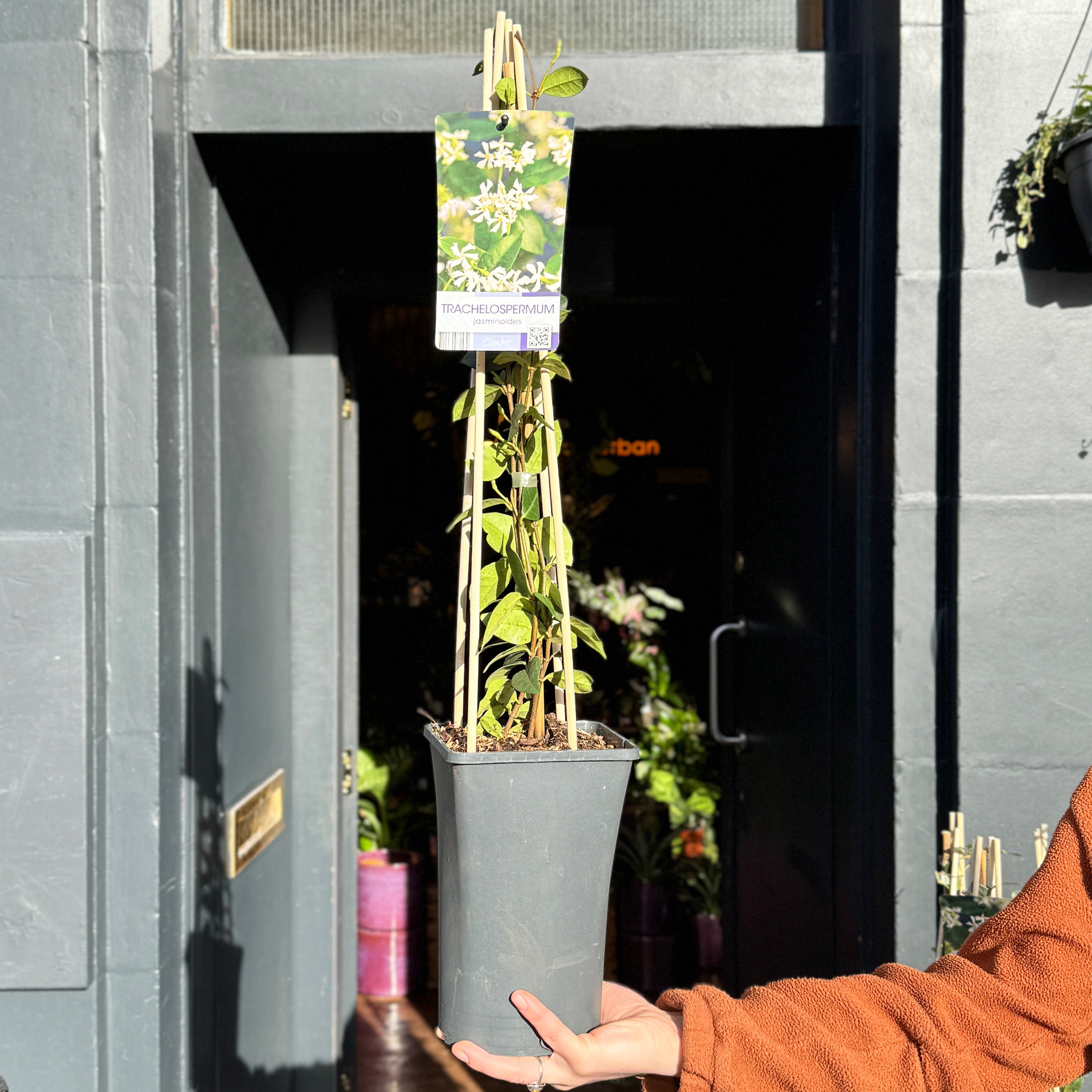 Trachelospermum jasminoides