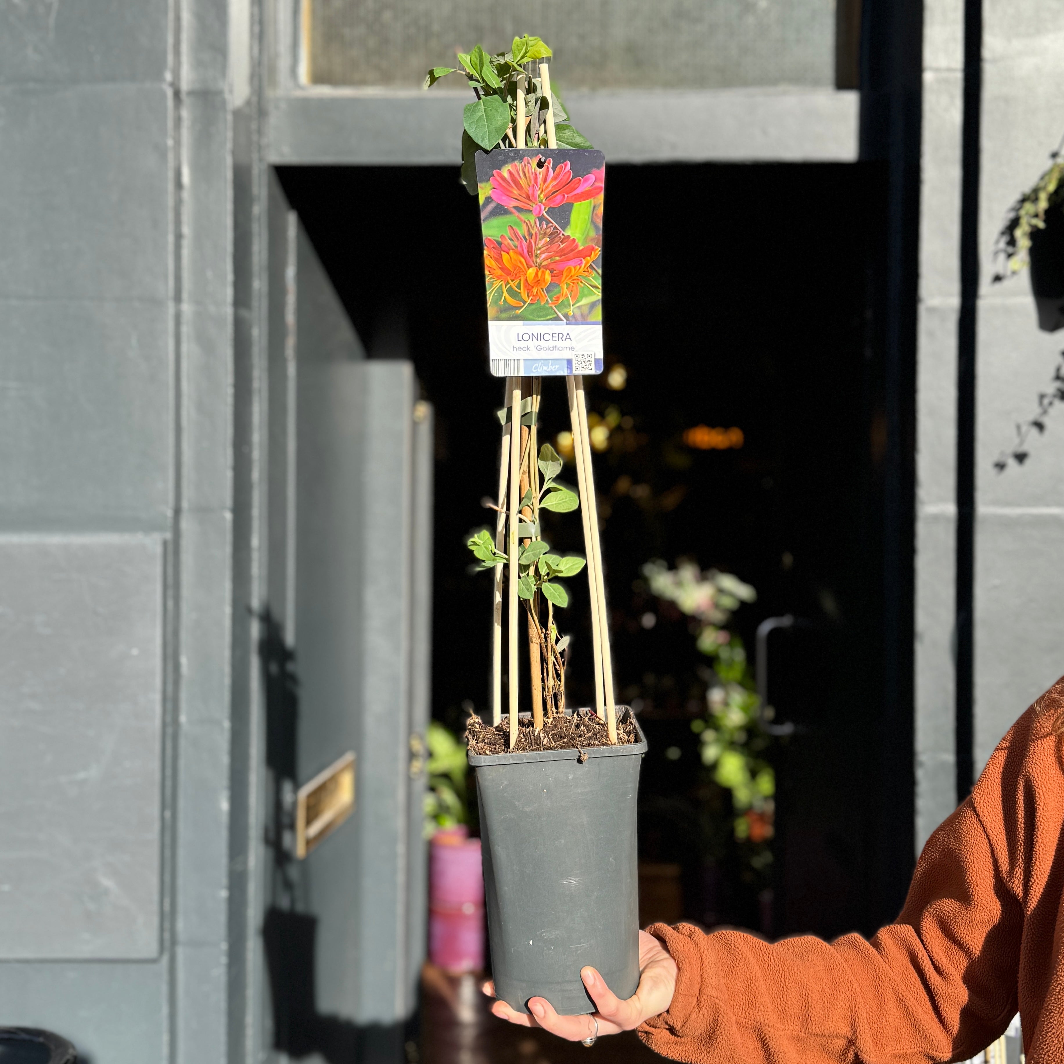 Lonicera × heckrottii ‘Gold Flame’