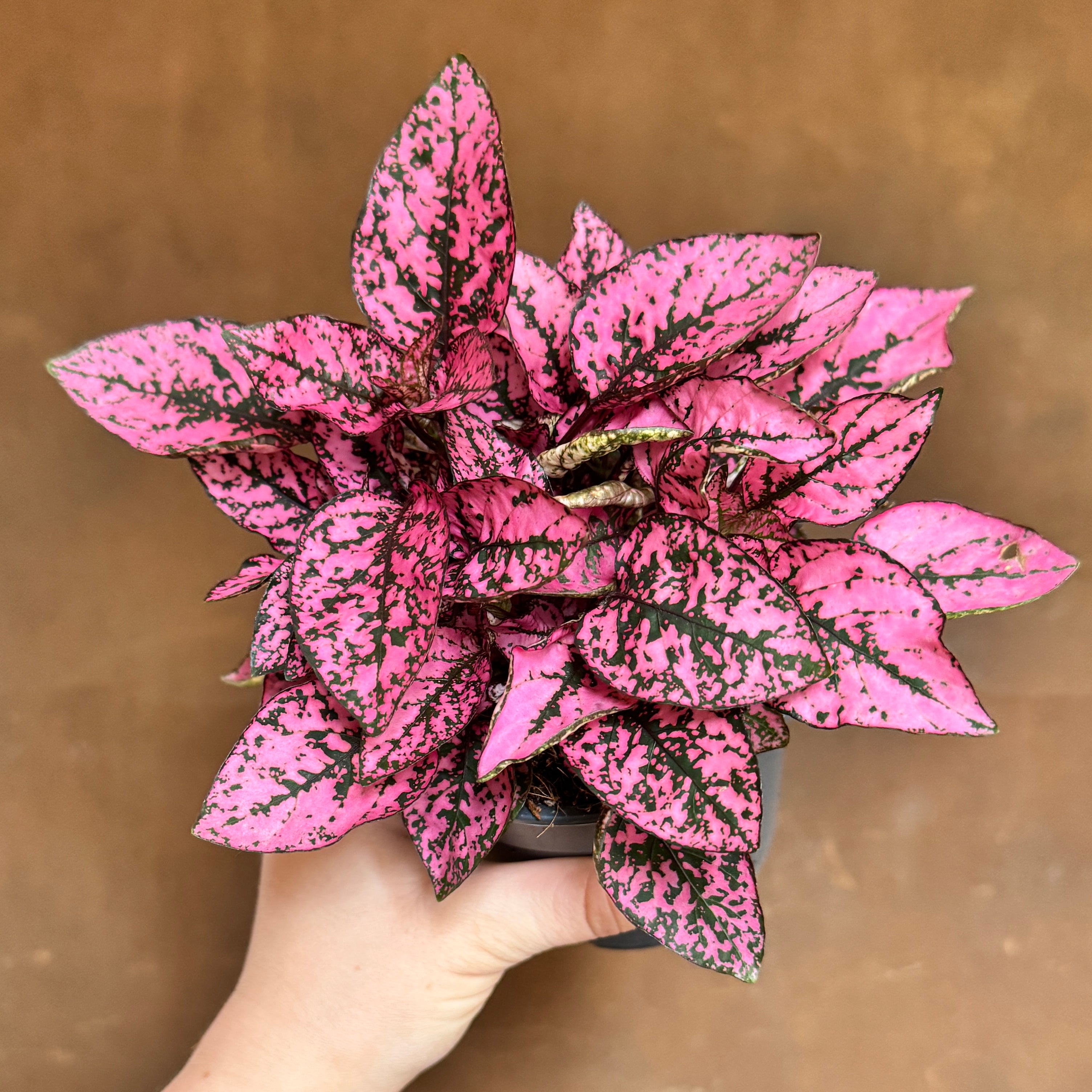 Hypoestes phyllostachya (12cm pot)