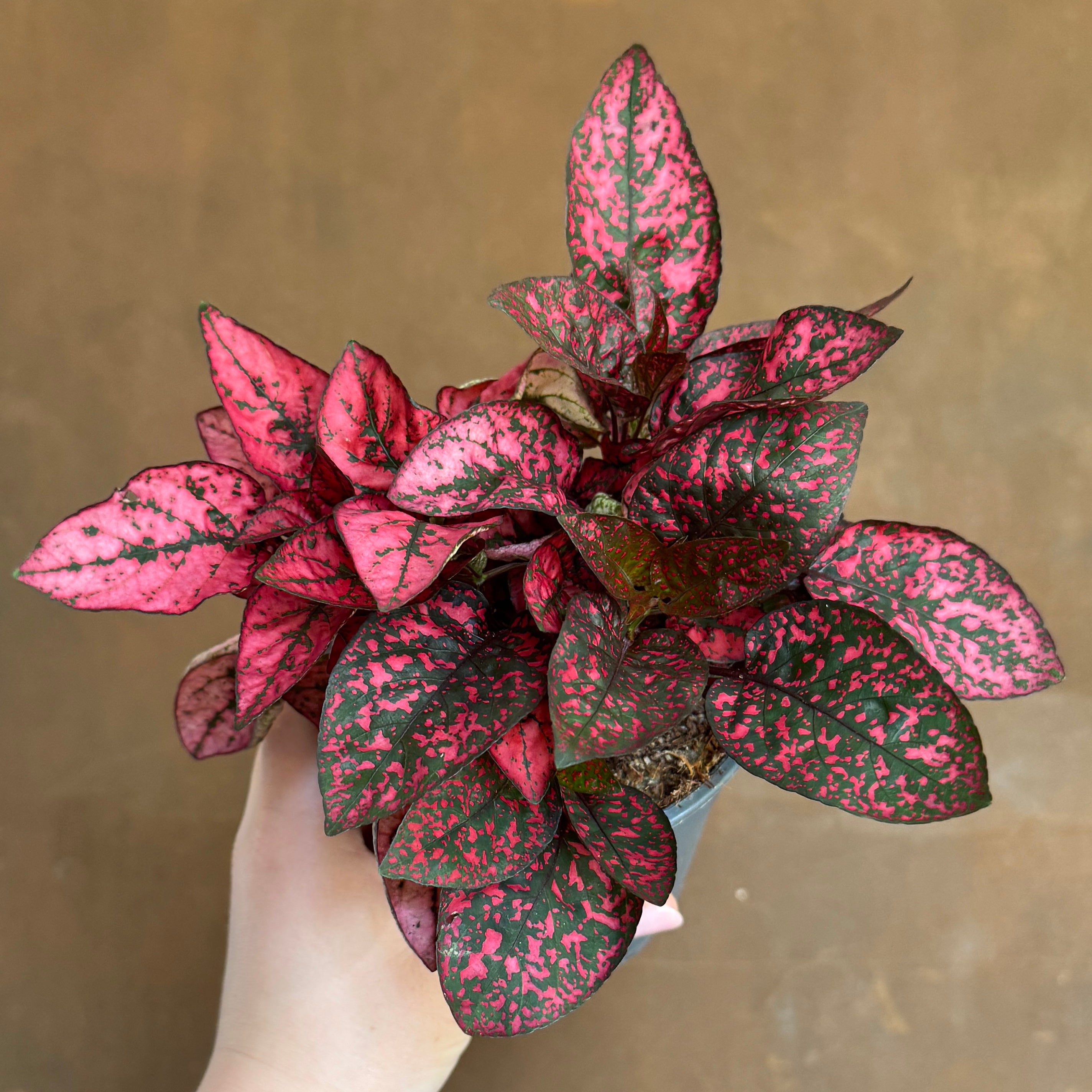 Hypoestes phyllostachya (12cm pot)