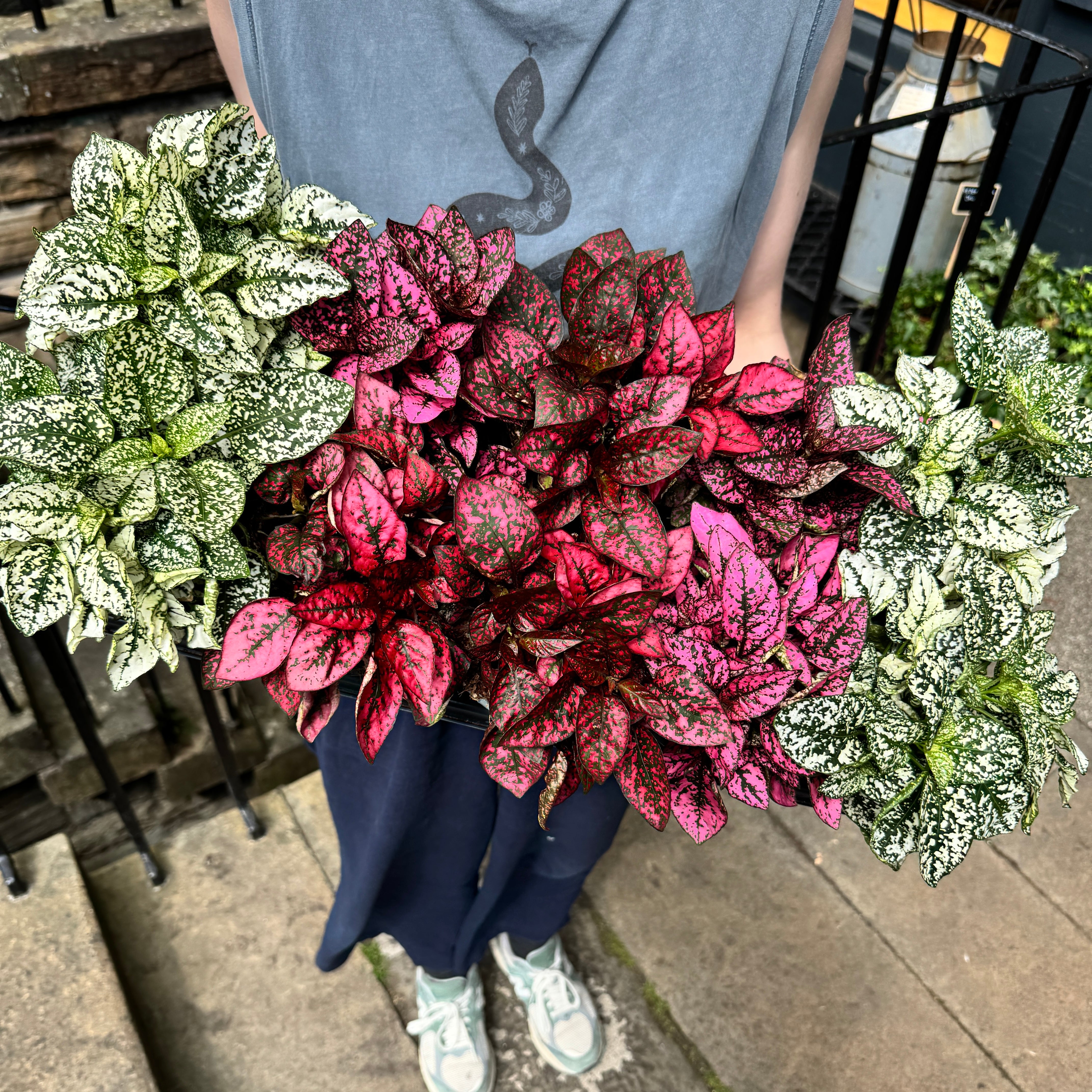 Hypoestes phyllostachya (12cm pot)