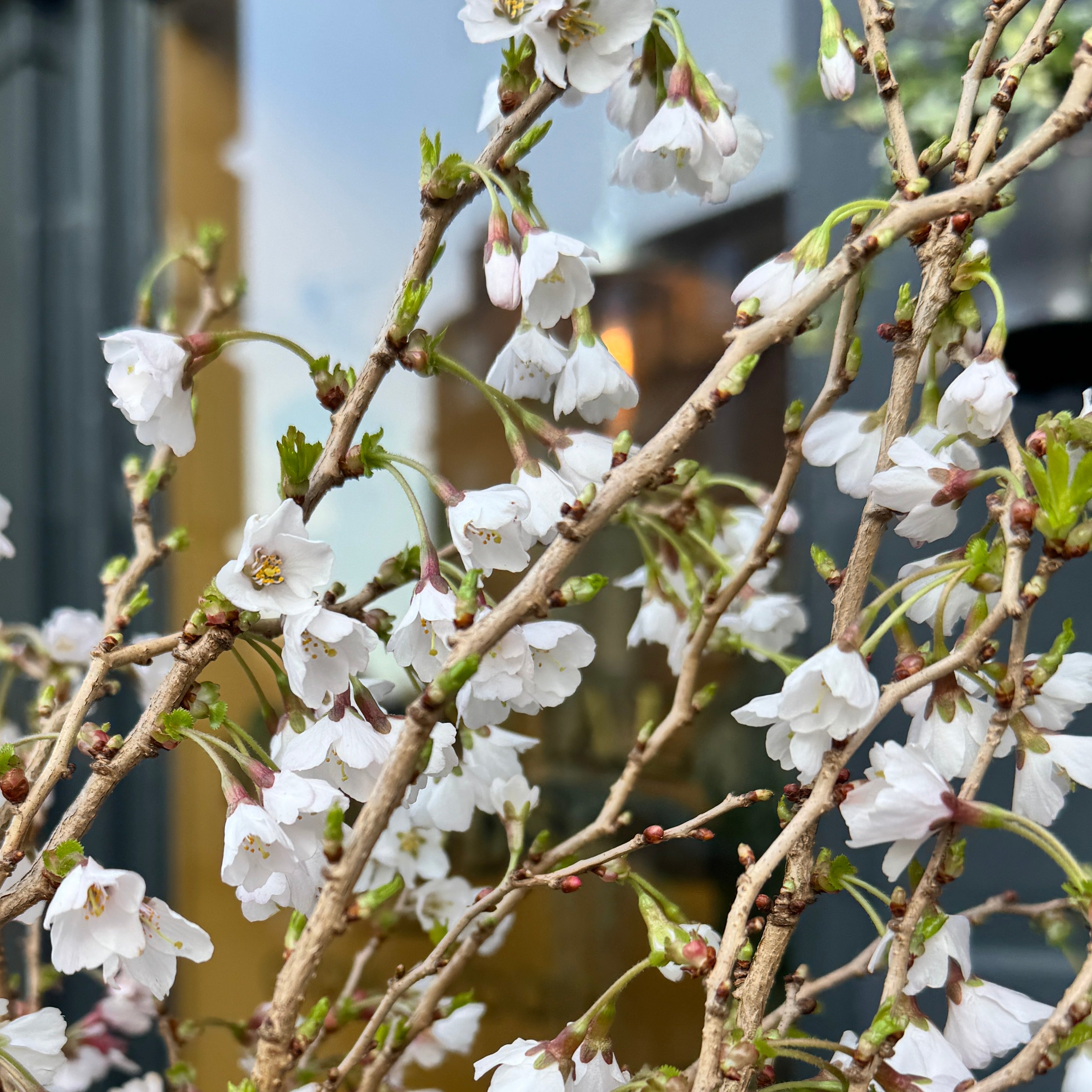 Prunus incisa ‘Kojo-no-mai’