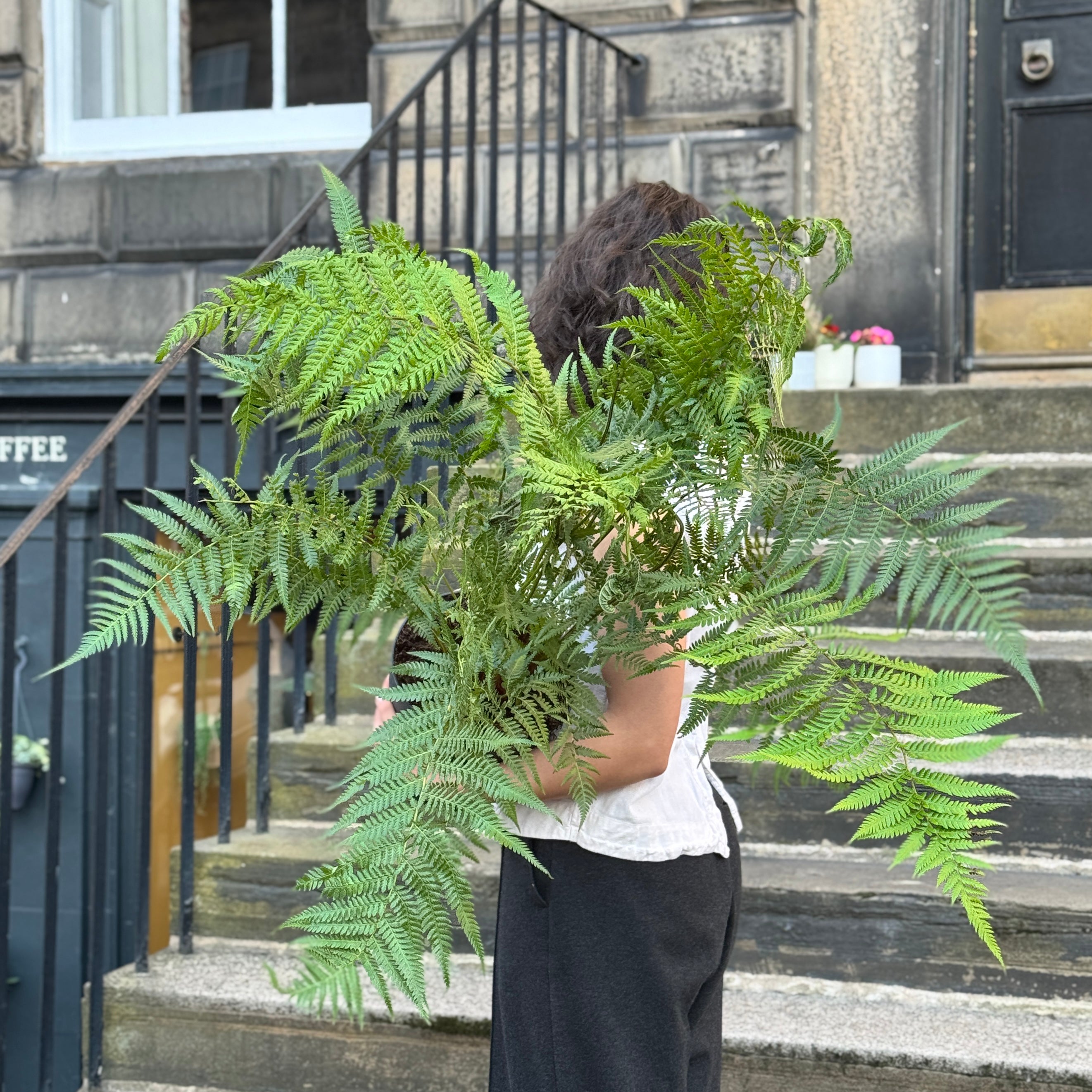 Dicksonia antarctica