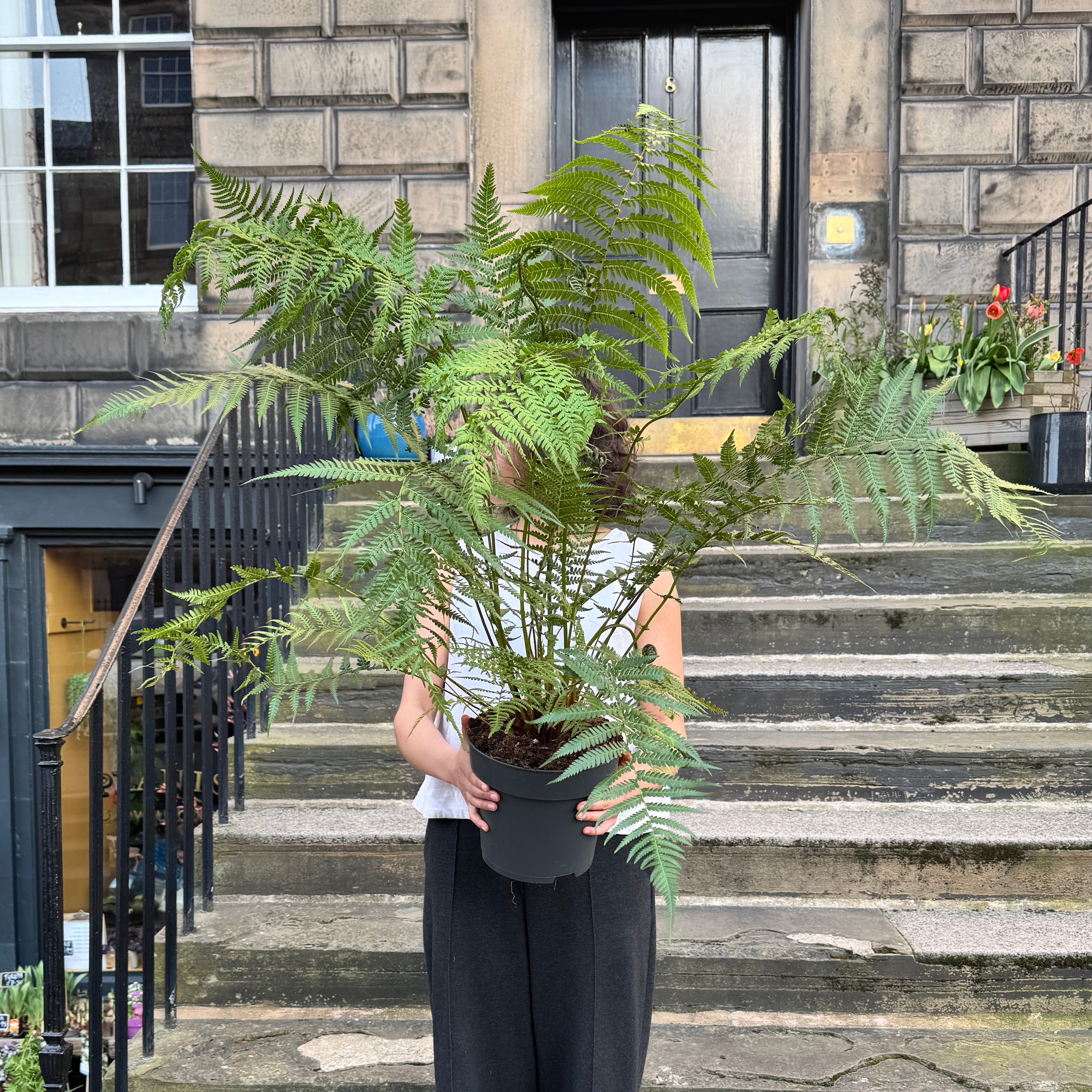 Dicksonia antarctica