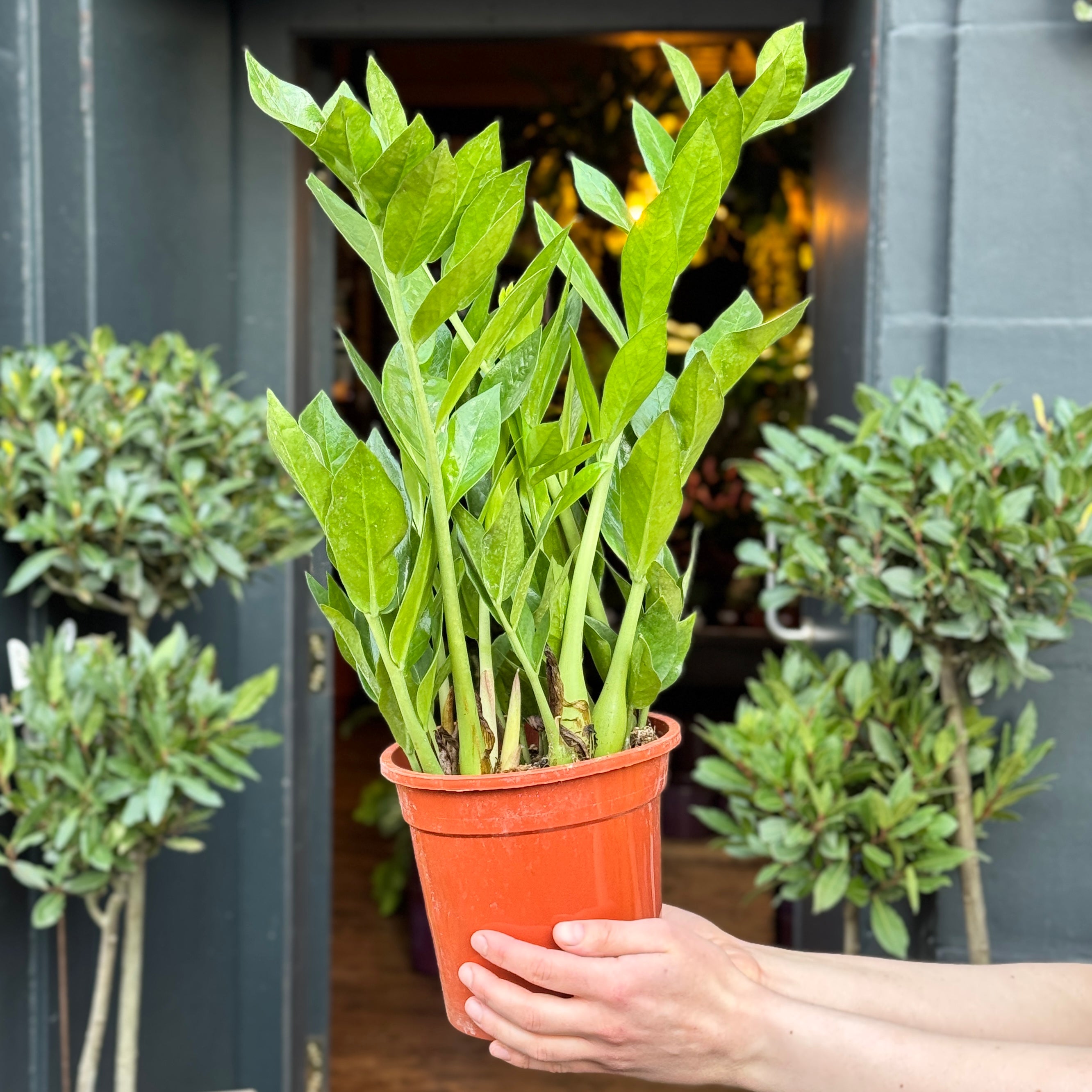Zamioculcas zamiifolia ‘Pixie’