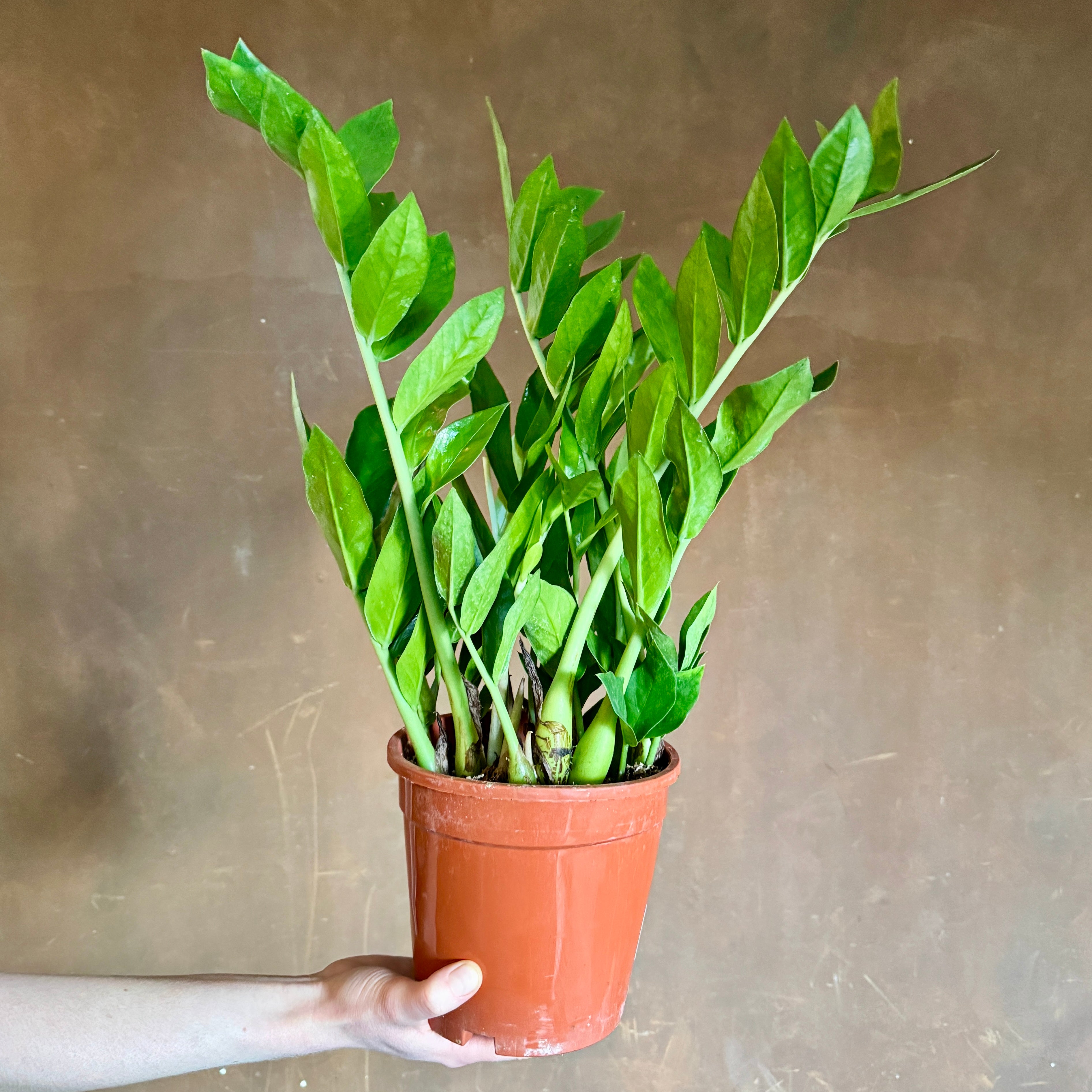 Zamioculcas zamiifolia ‘Pixie’