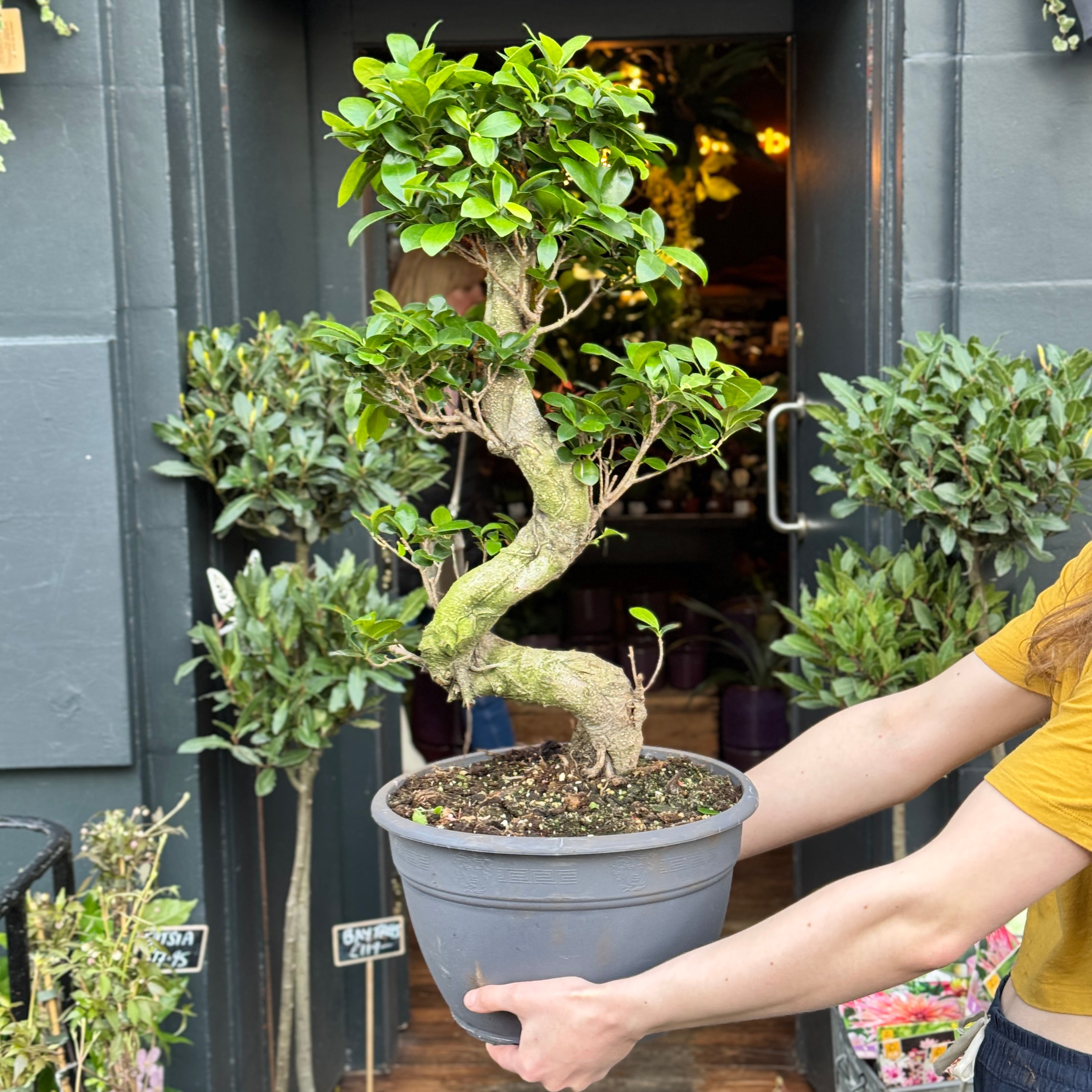 Ficus microcarpa ‘Ginseng’ (30cm pot)