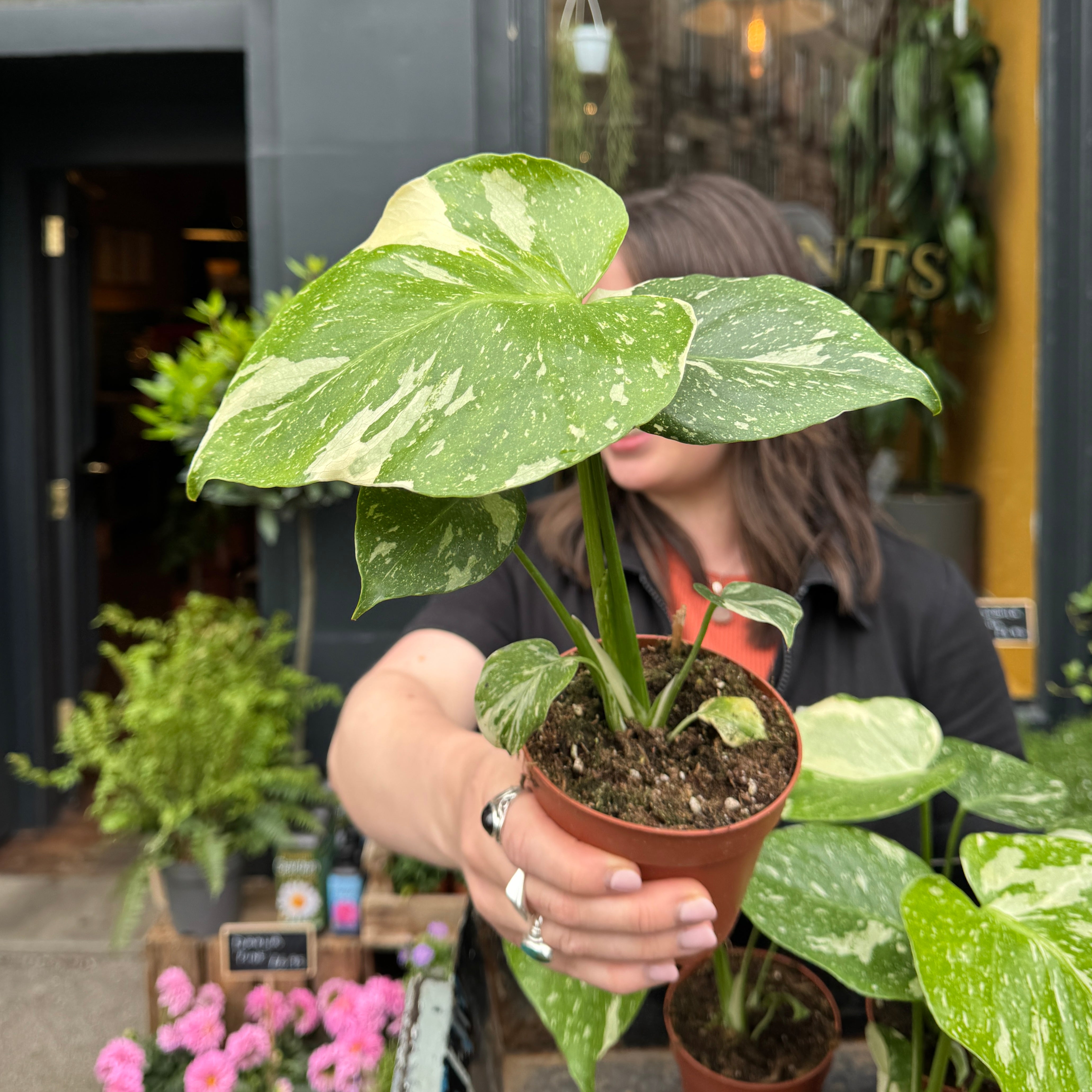 Monstera 'Thai Constellation'