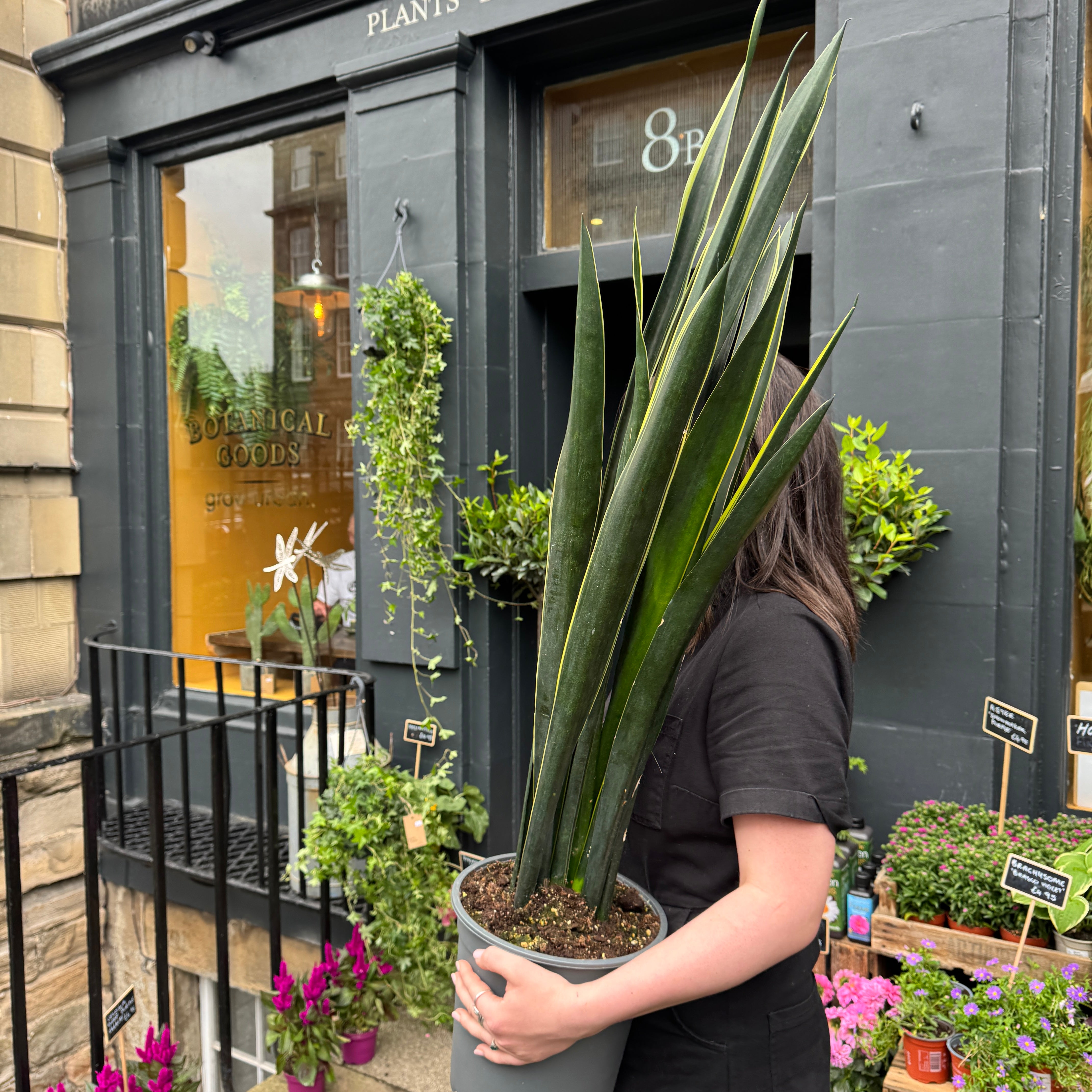 Sansevieria ‘Black Gold' XL